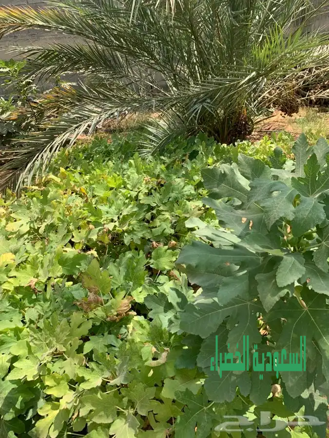 شتلات تين غرير الانتاج عمر سنة