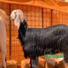 رخل نجدية خصم