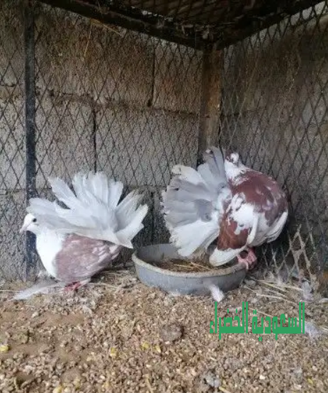 حمام شامي ورقاصي