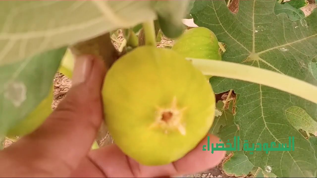 شتلات تين اصفر سوري واحمر براون واسود اسباني