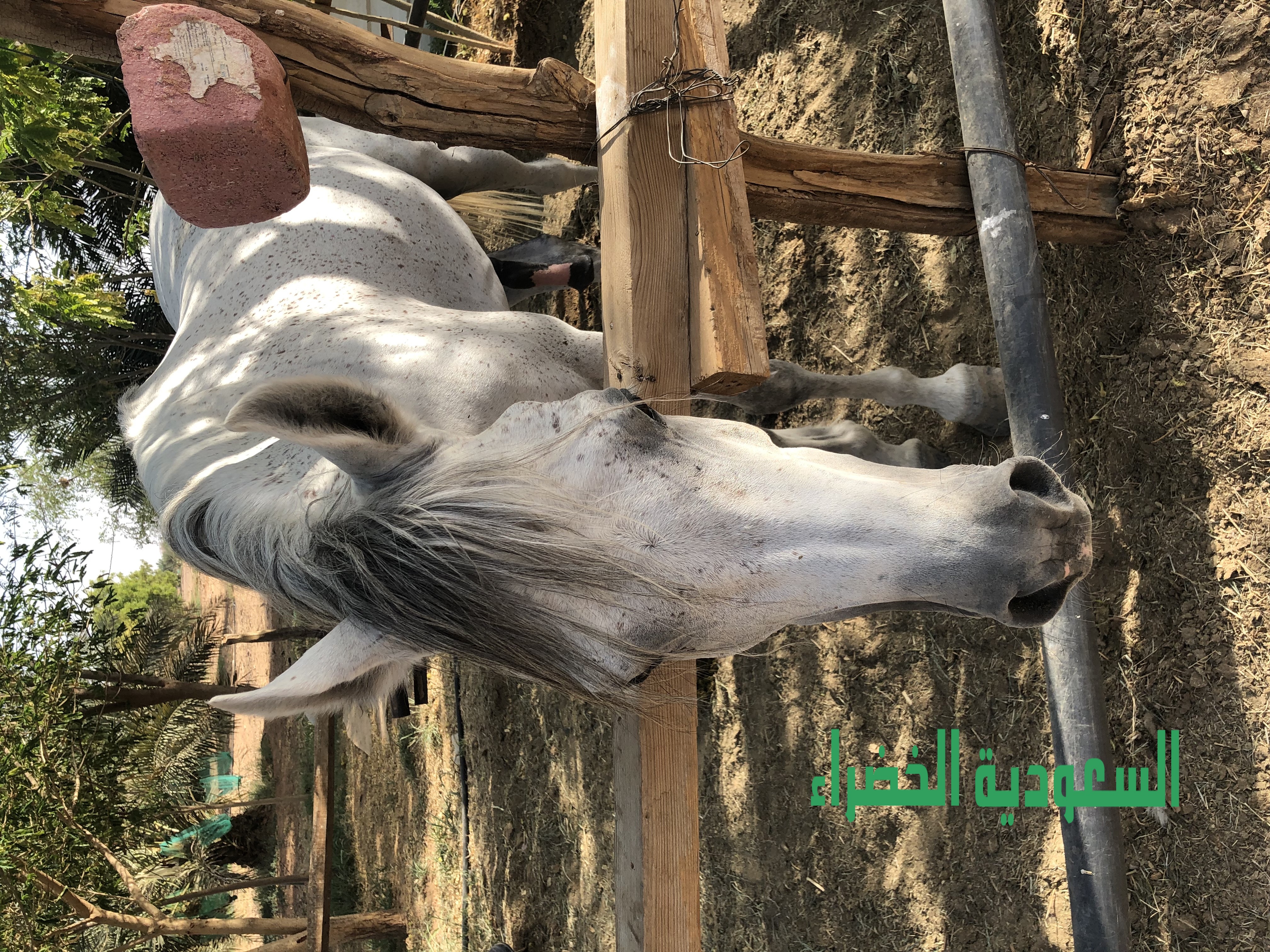 للبيع حصان اشعل