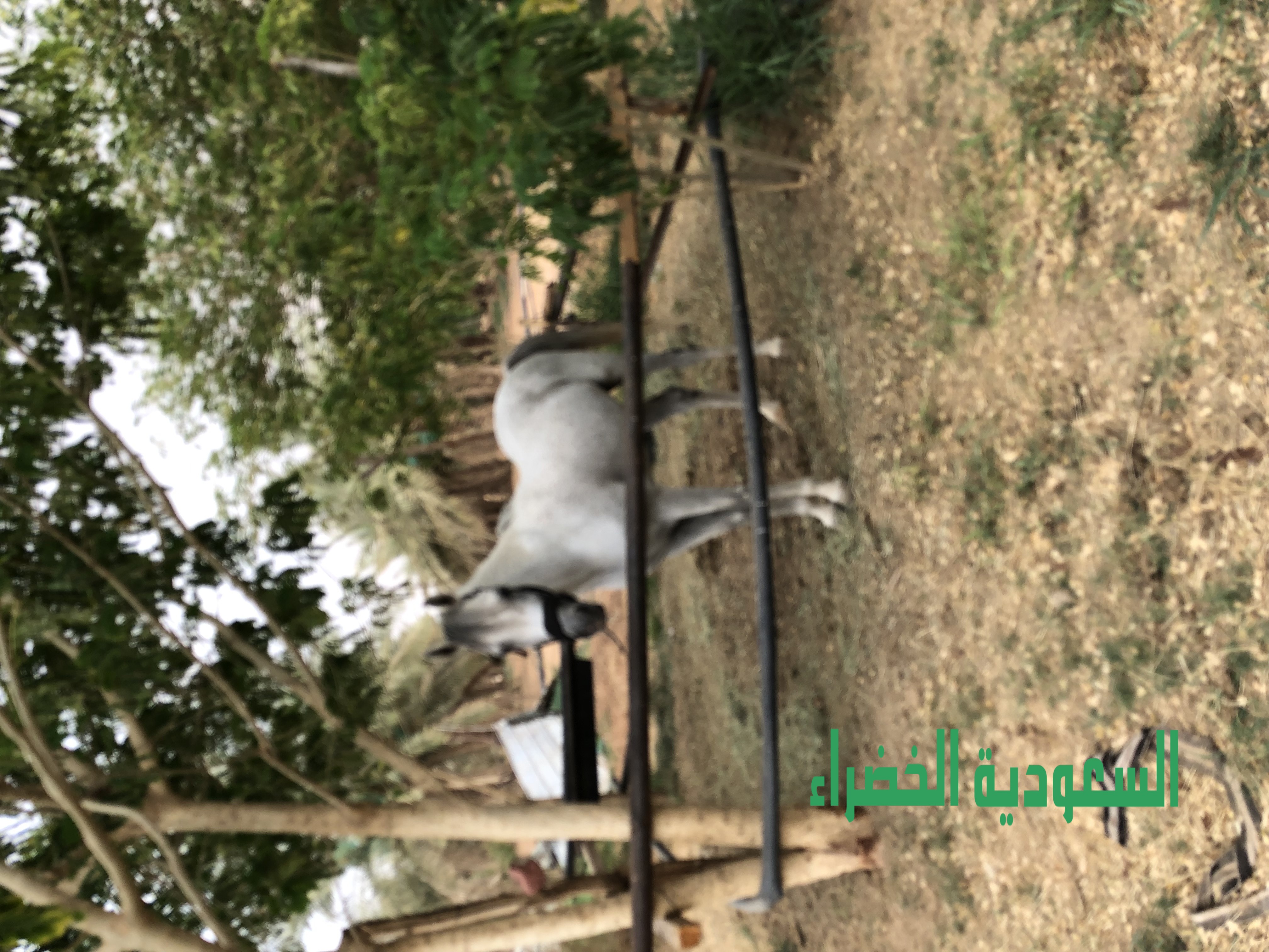 للبيع حصان اشعل