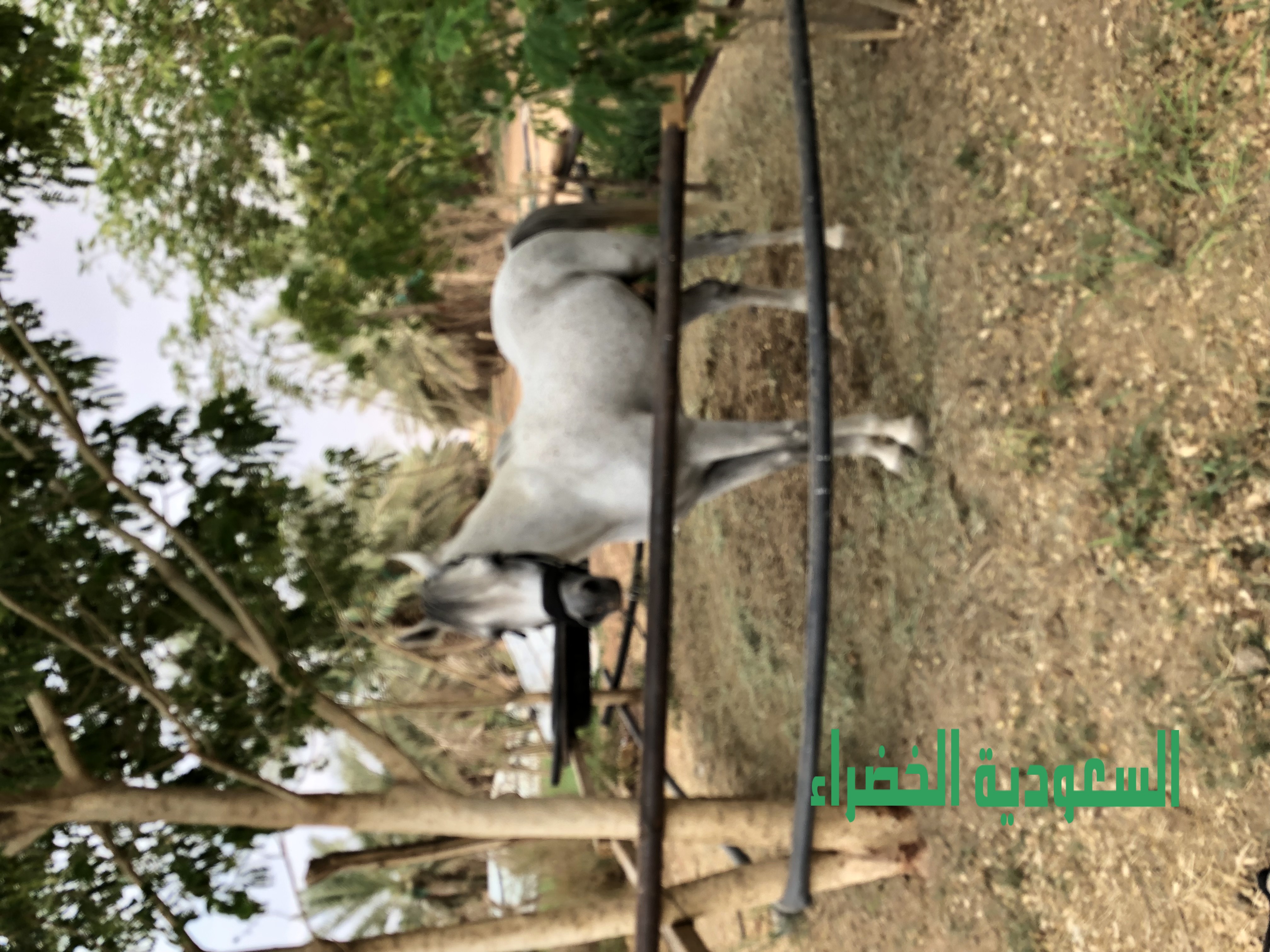 للبيع حصان اشعل