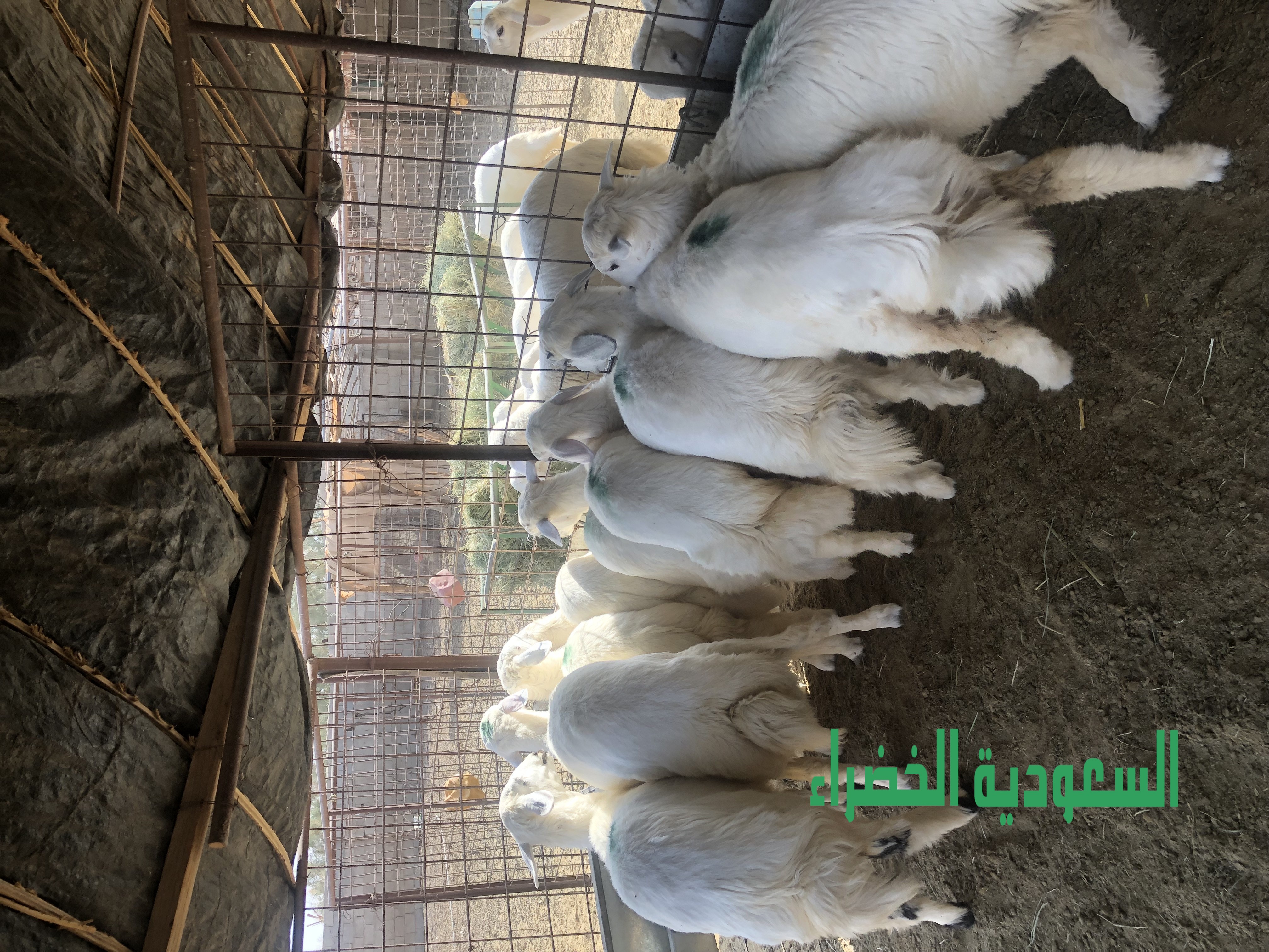 للبيع بهم حري