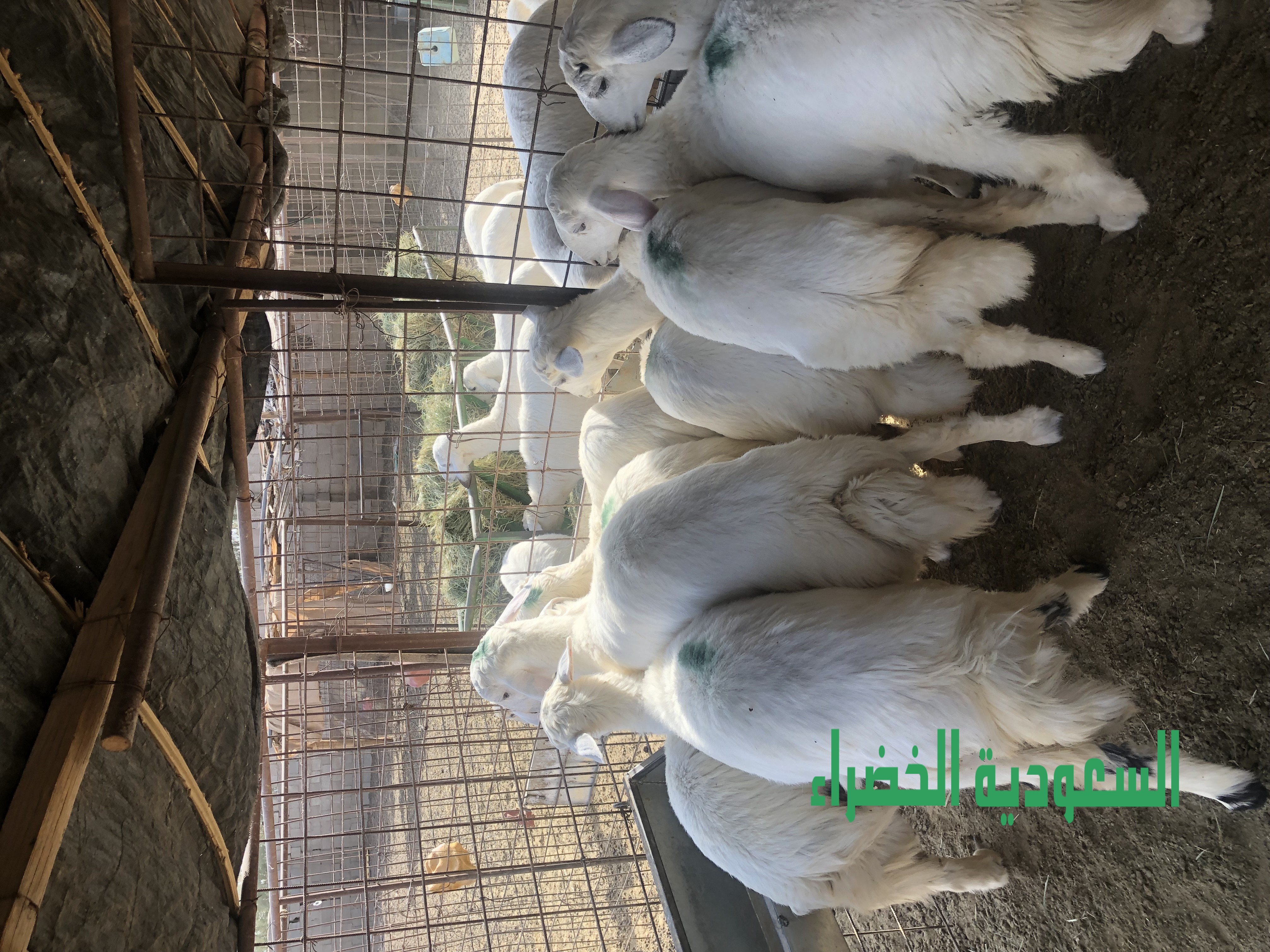 للبيع بهم حري