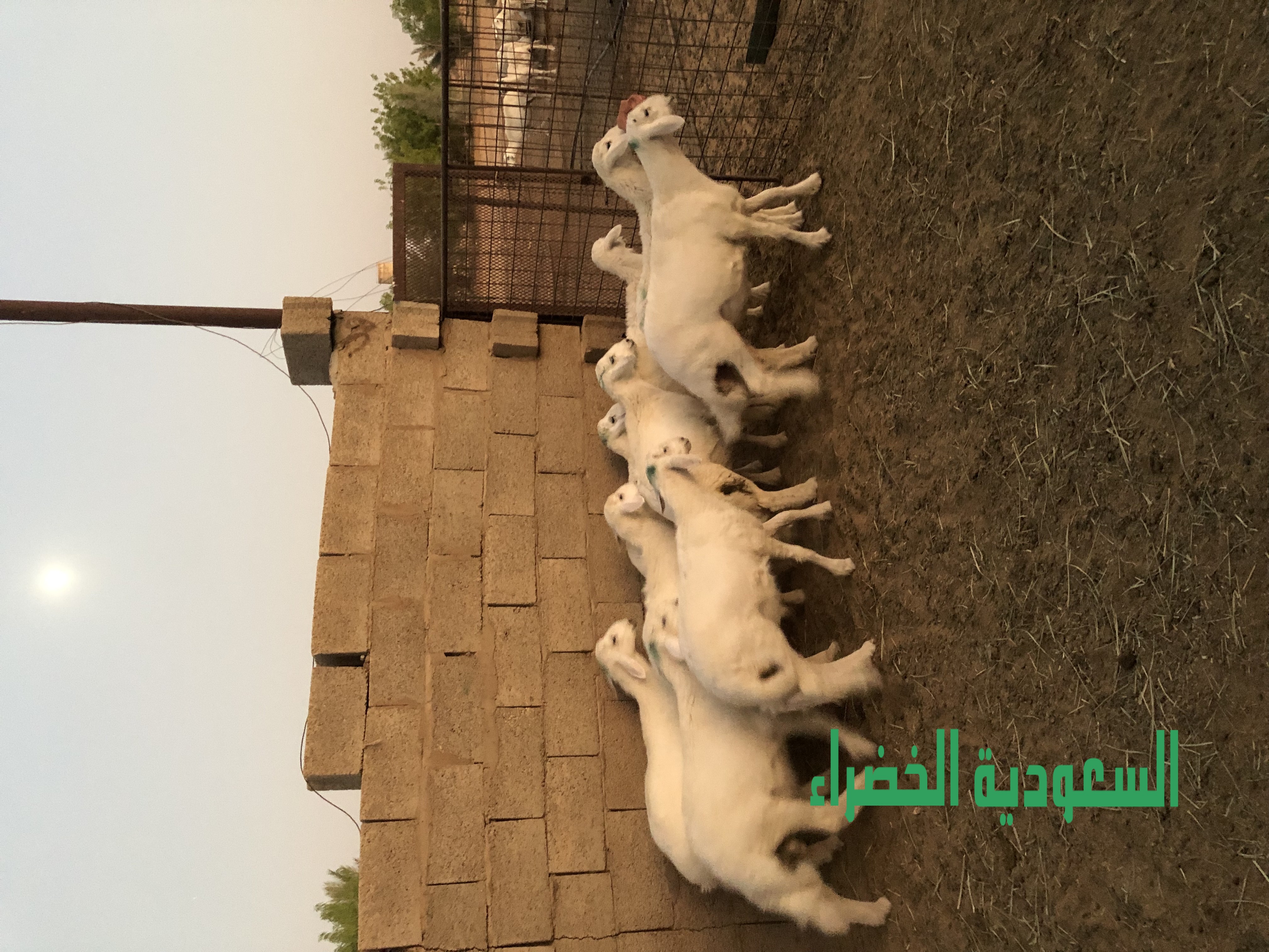 للبيع بهم حري عدد ٩