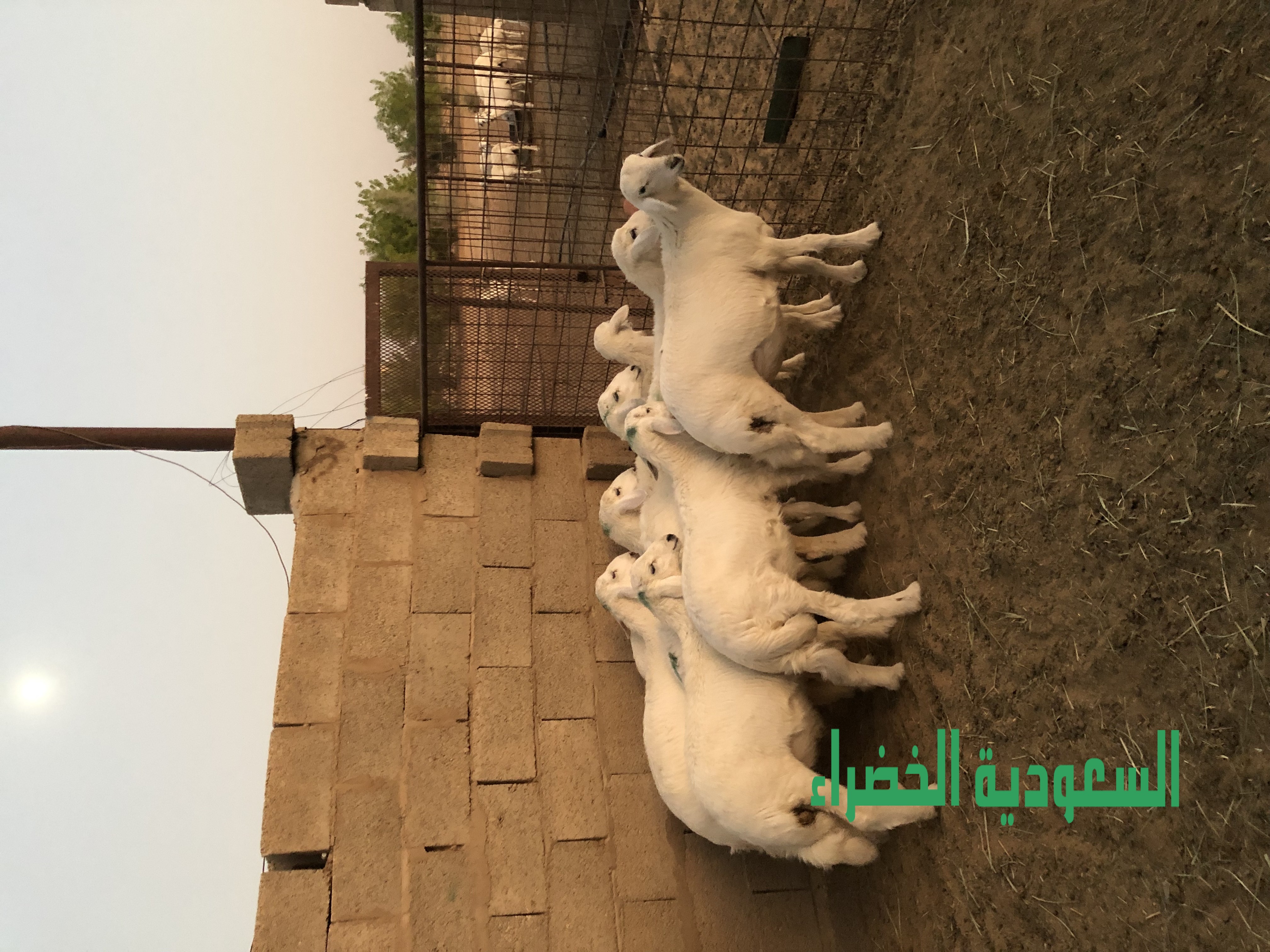 للبيع بهم حري عدد ٩