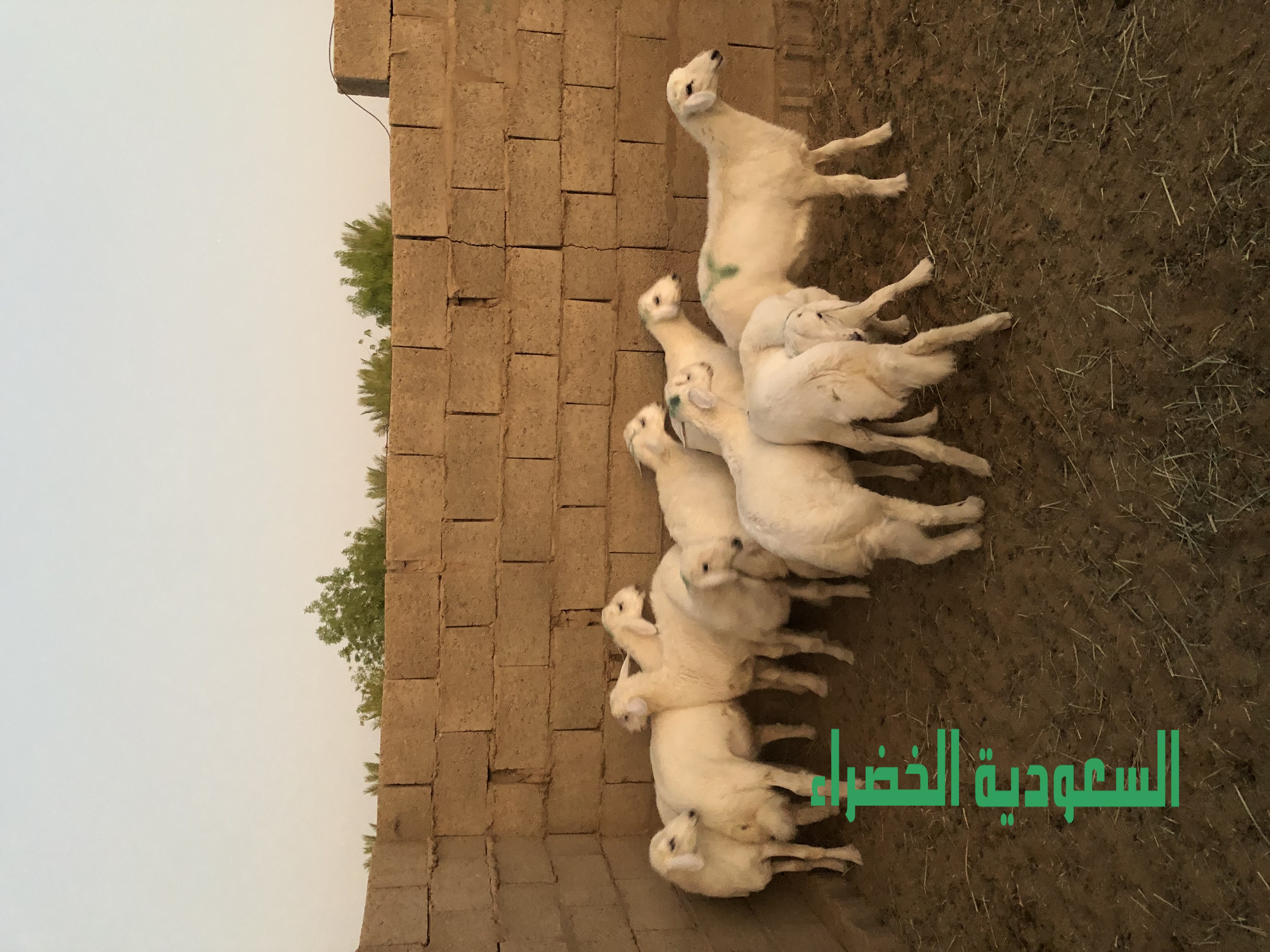 للبيع بهم حري عدد ٩