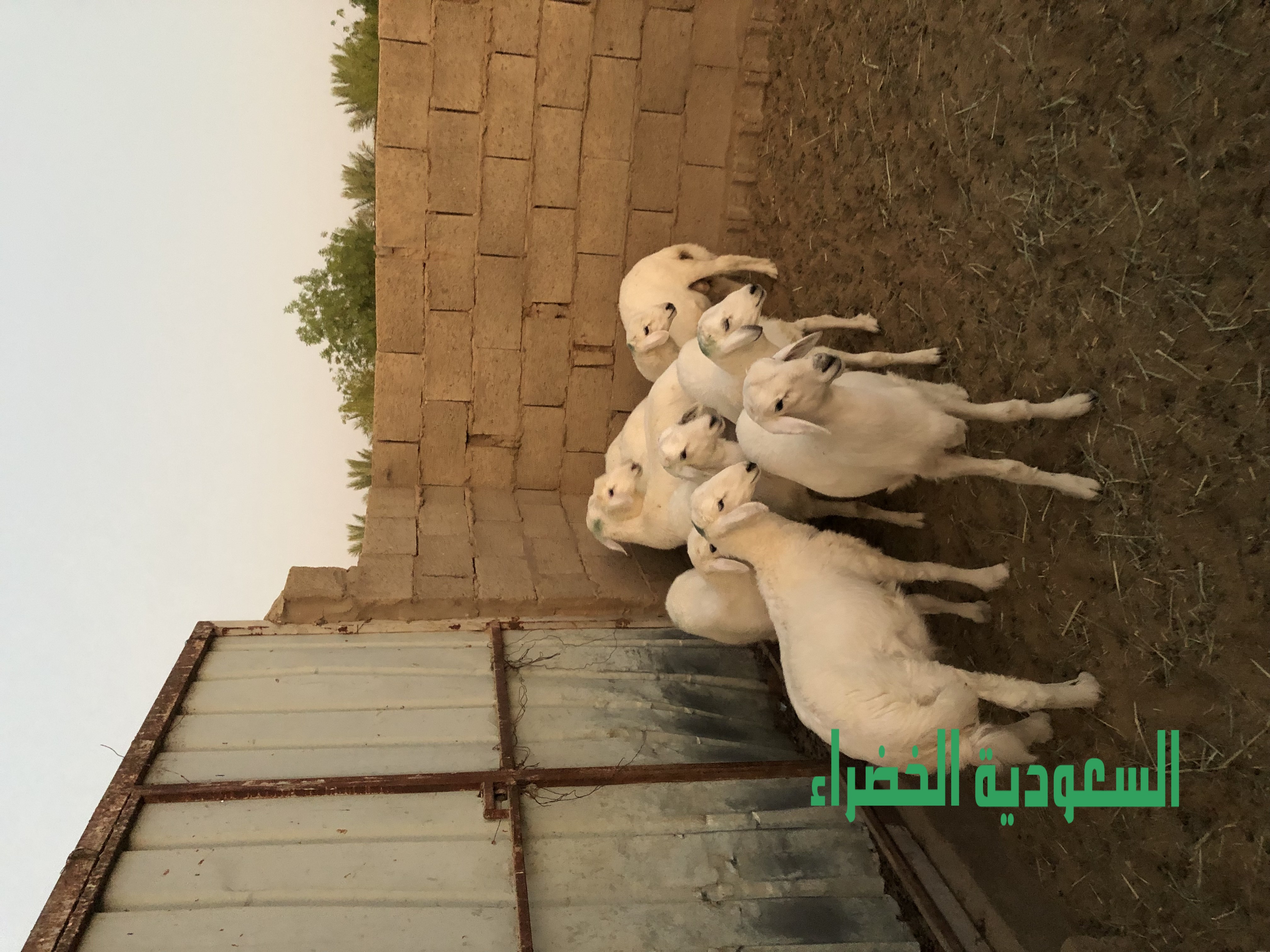 للبيع بهم حري عدد ٩