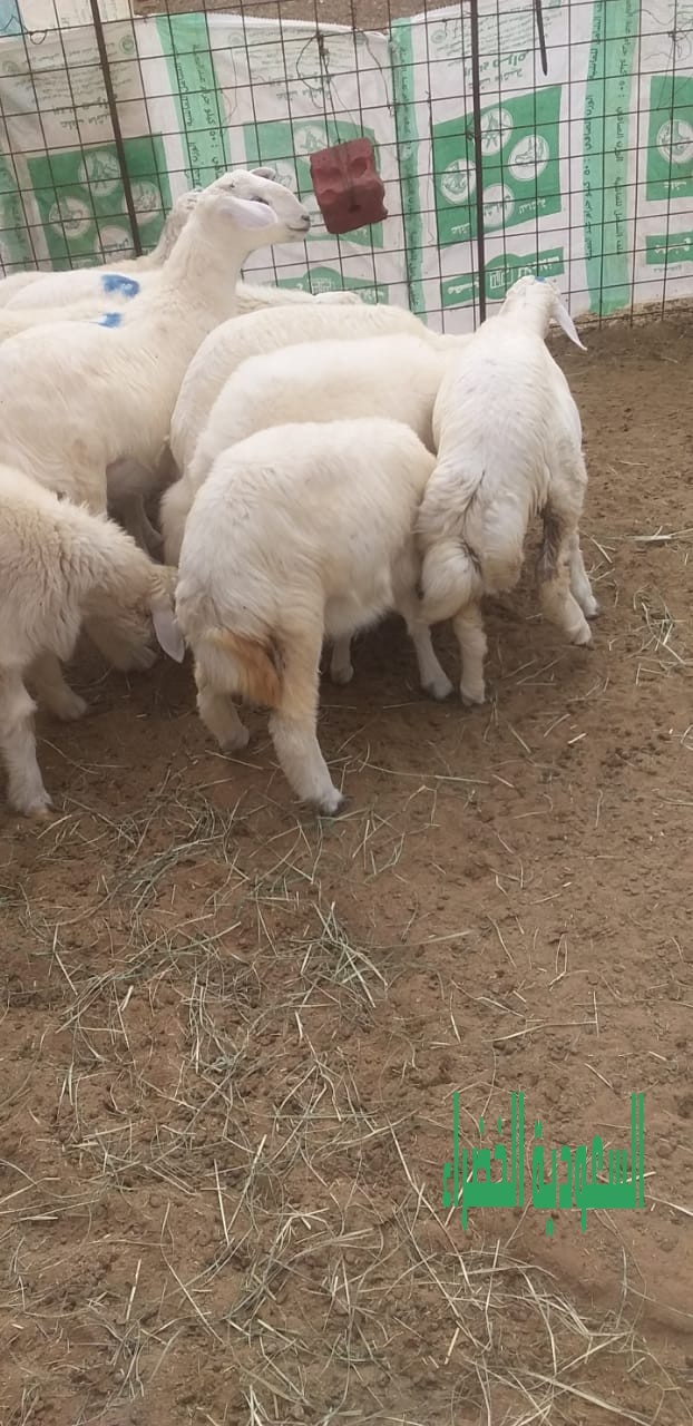للبيع بهم حري عدد ١٠ روس