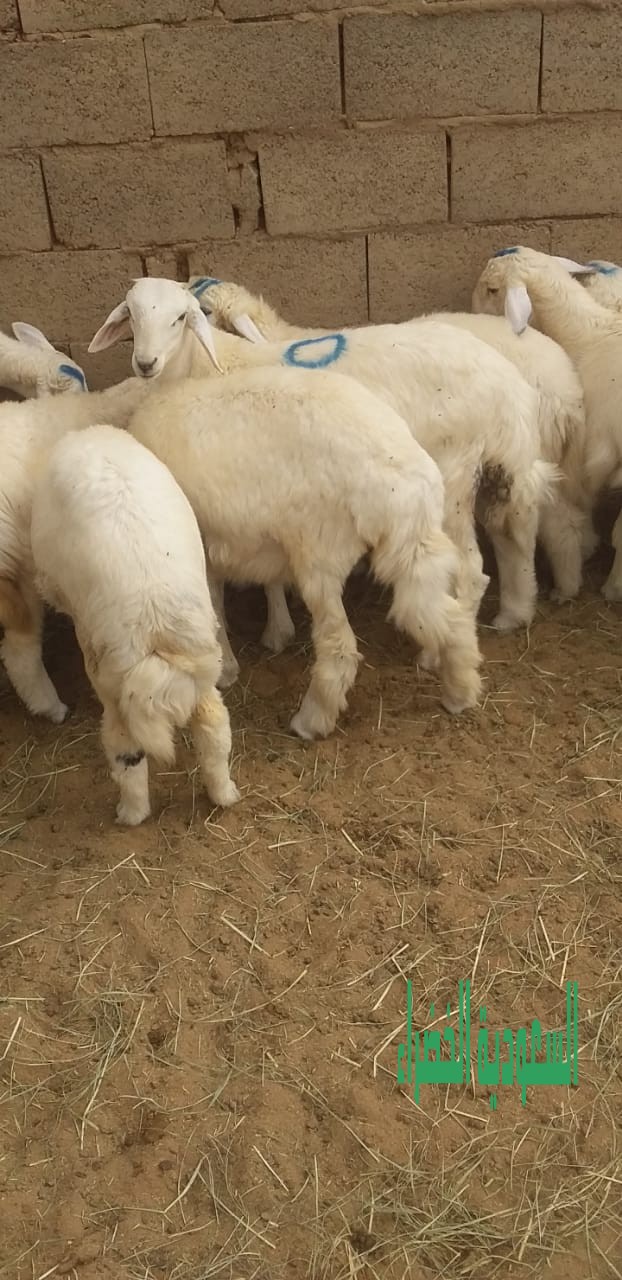 للبيع بهم حري عدد ١٠ روس