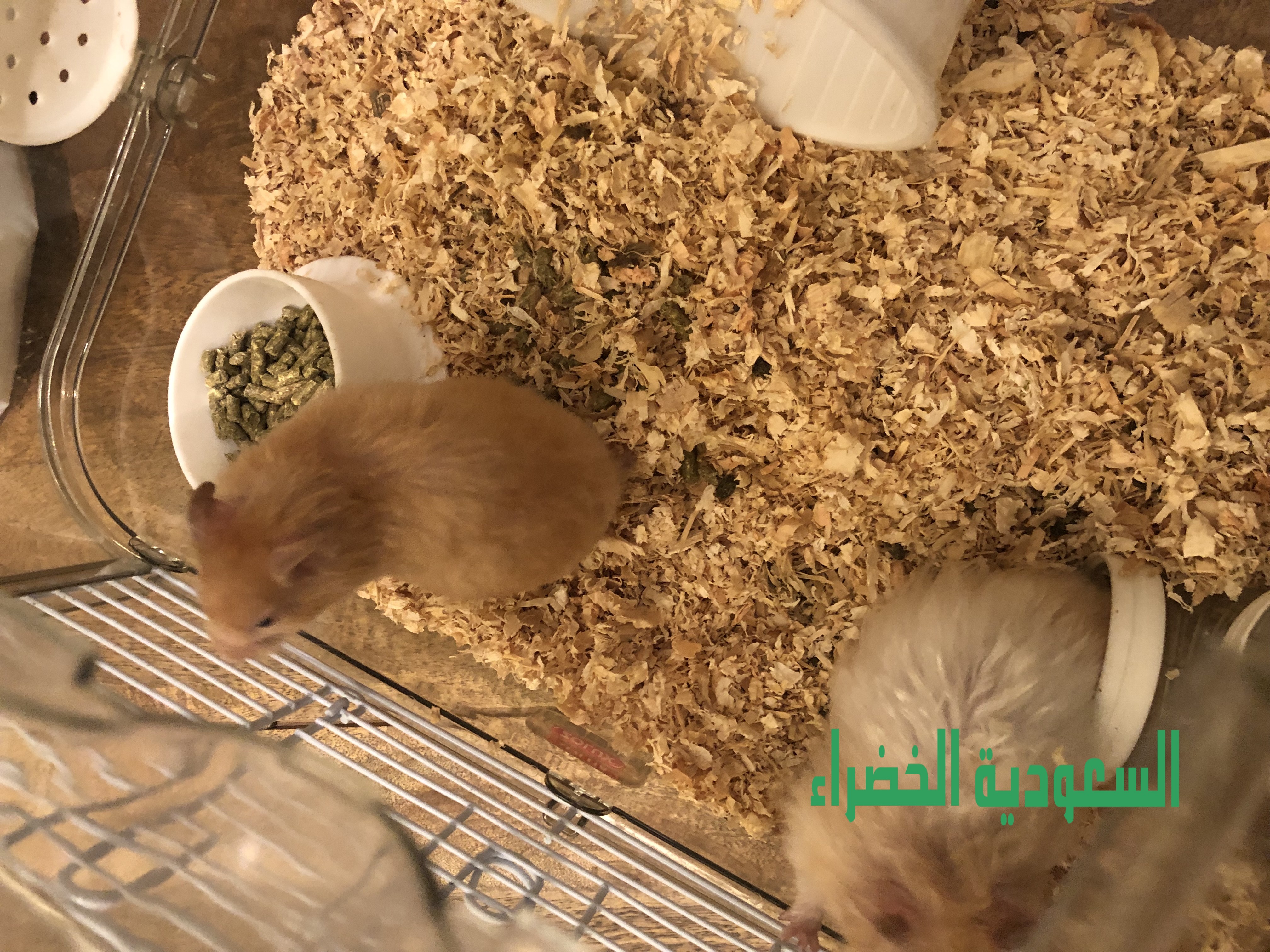 للبيع هامستر العدد ٢ مع القفص