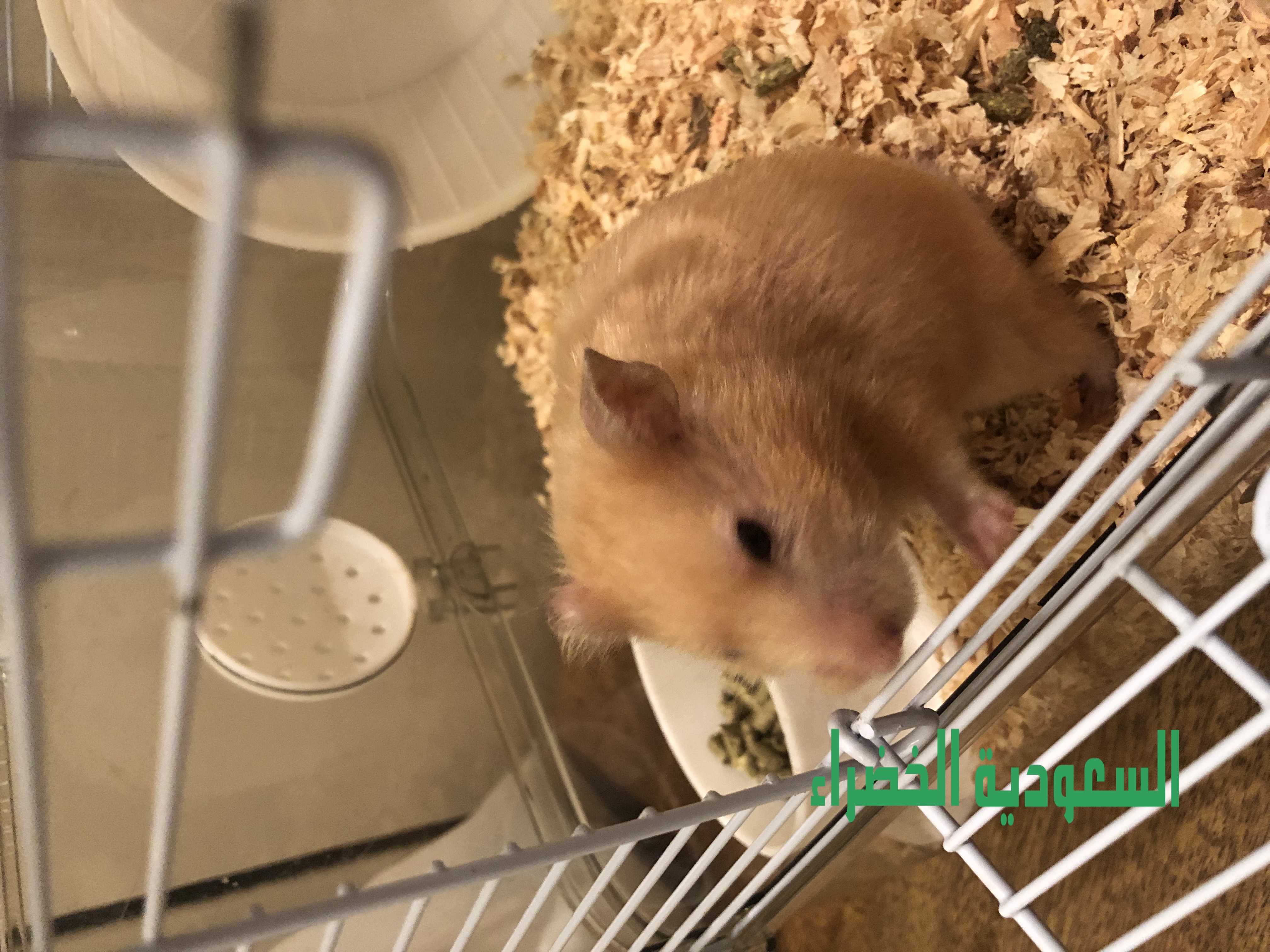 للبيع هامستر العدد ٢ مع القفص