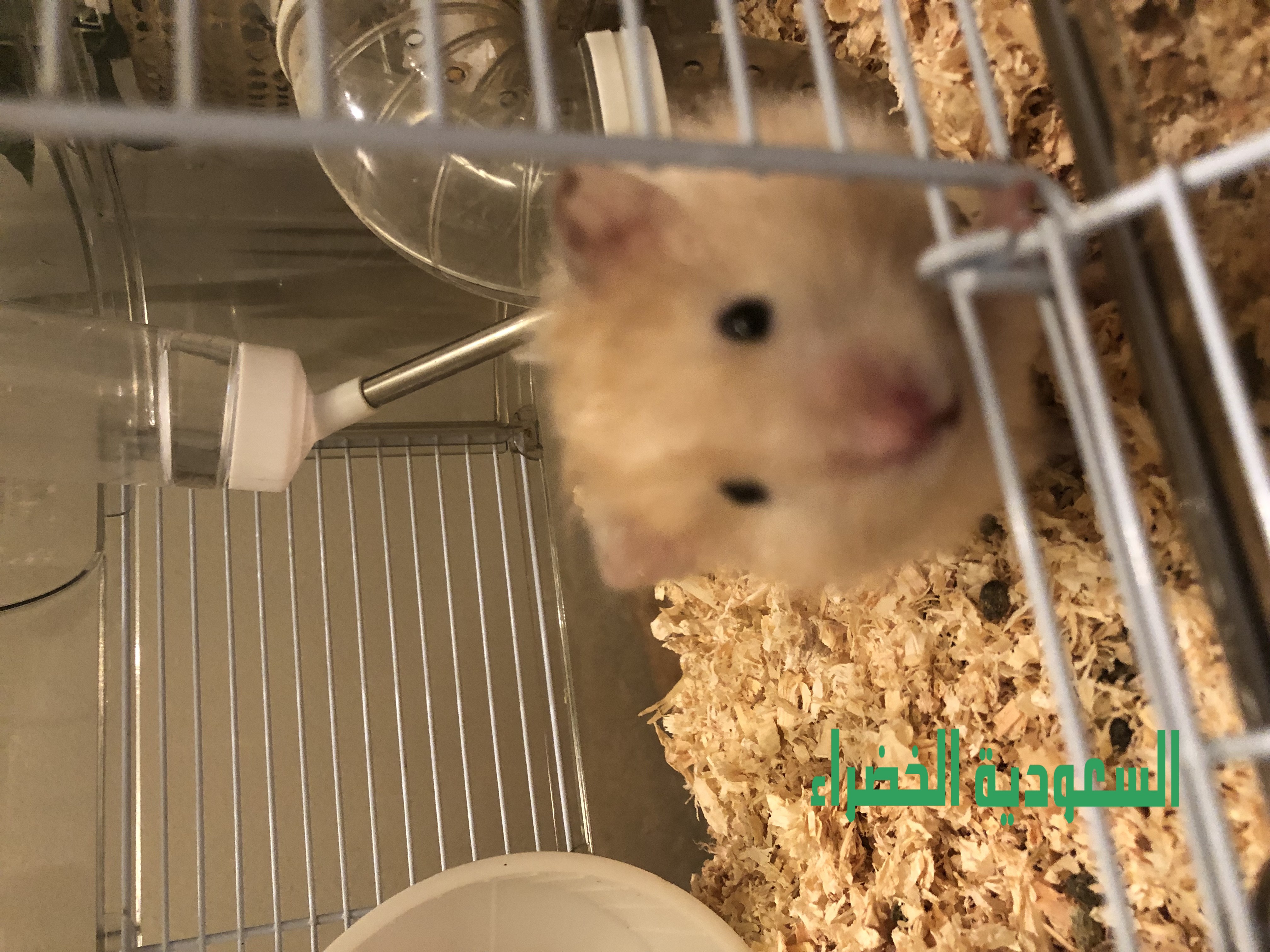للبيع هامستر العدد ٢ مع القفص