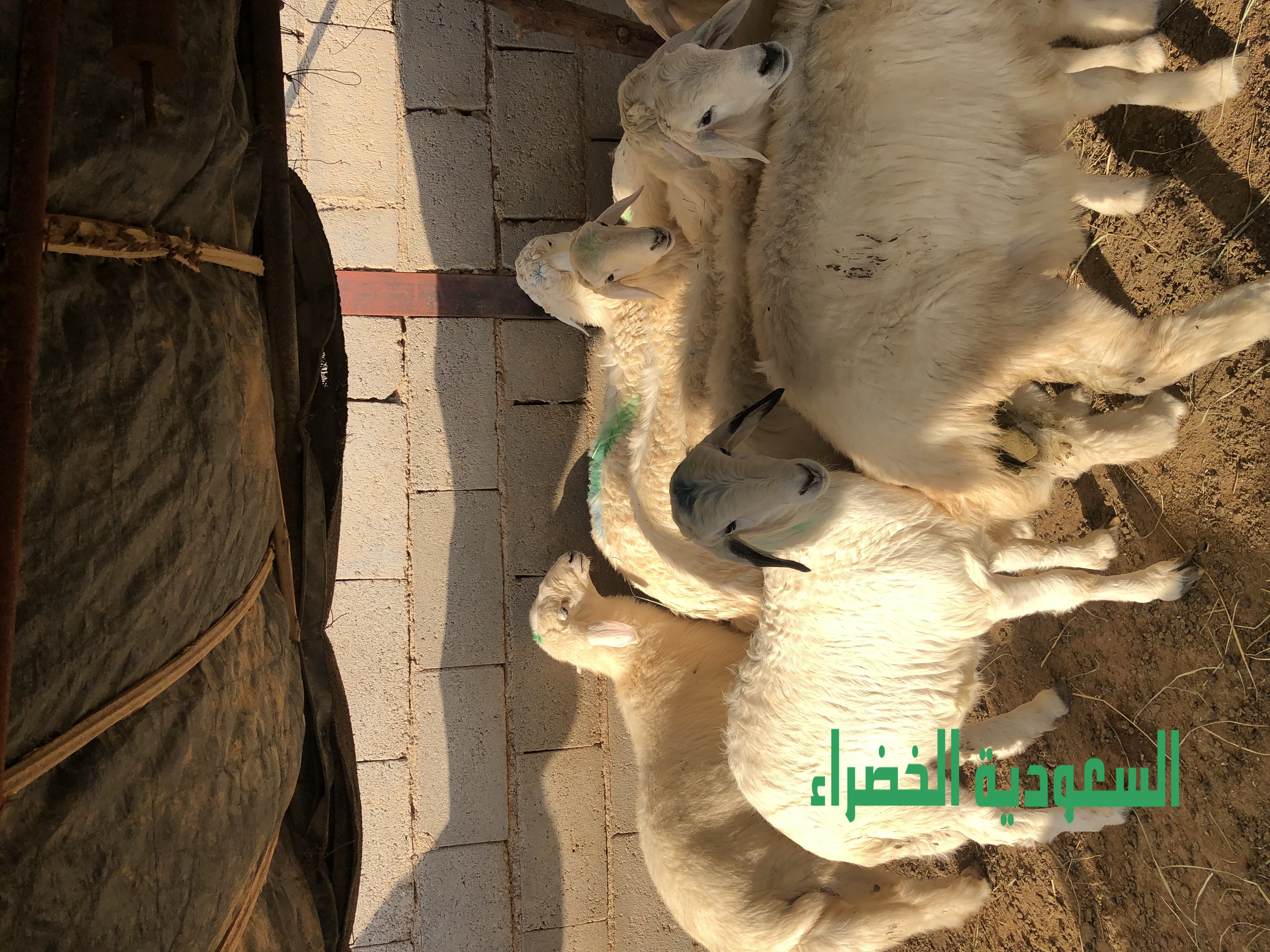 للبيع بهم حري عدد ١٠