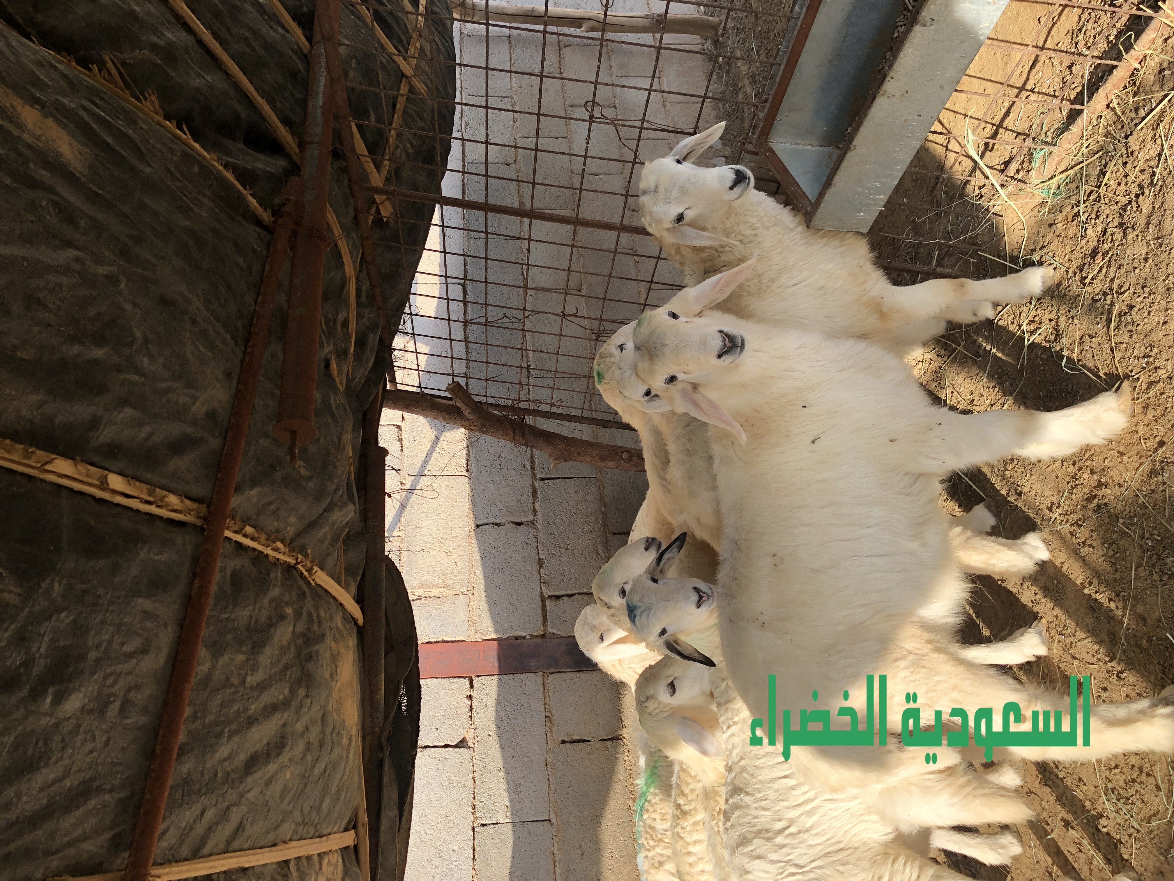 للبيع بهم حري عدد ١٠