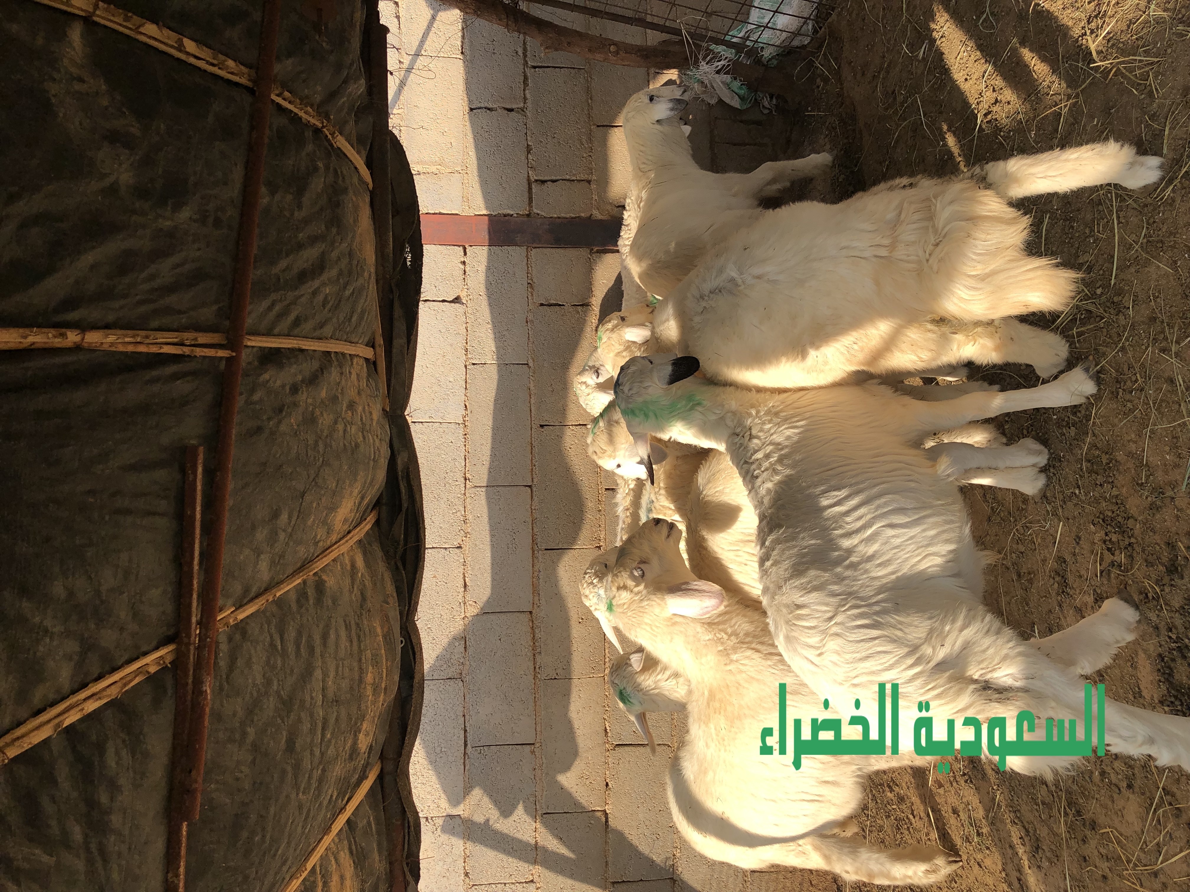 للبيع بهم حري عدد ١٠