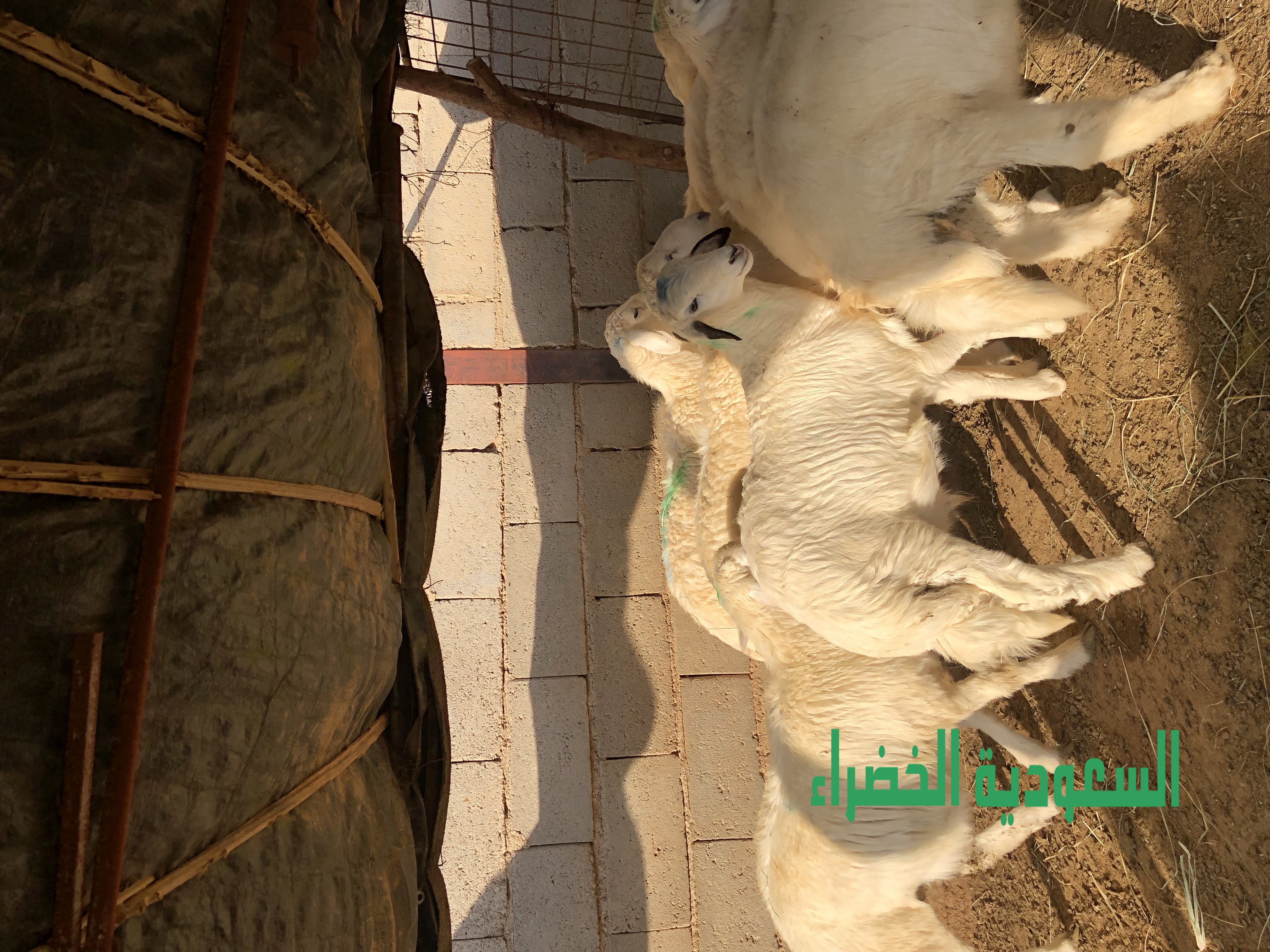 للبيع بهم حري عدد ١٠