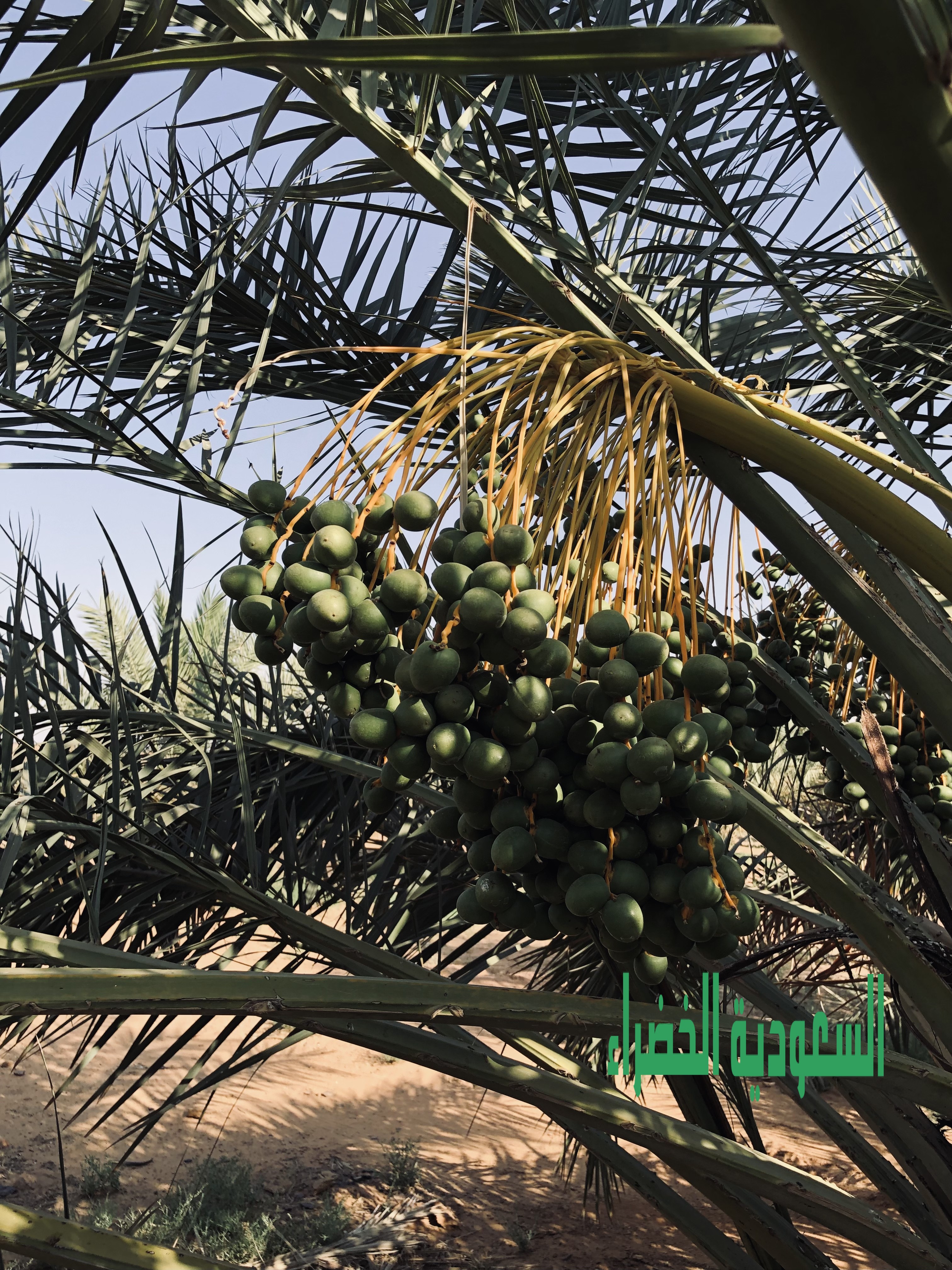 للبيع ثمر نخل بالقصيم