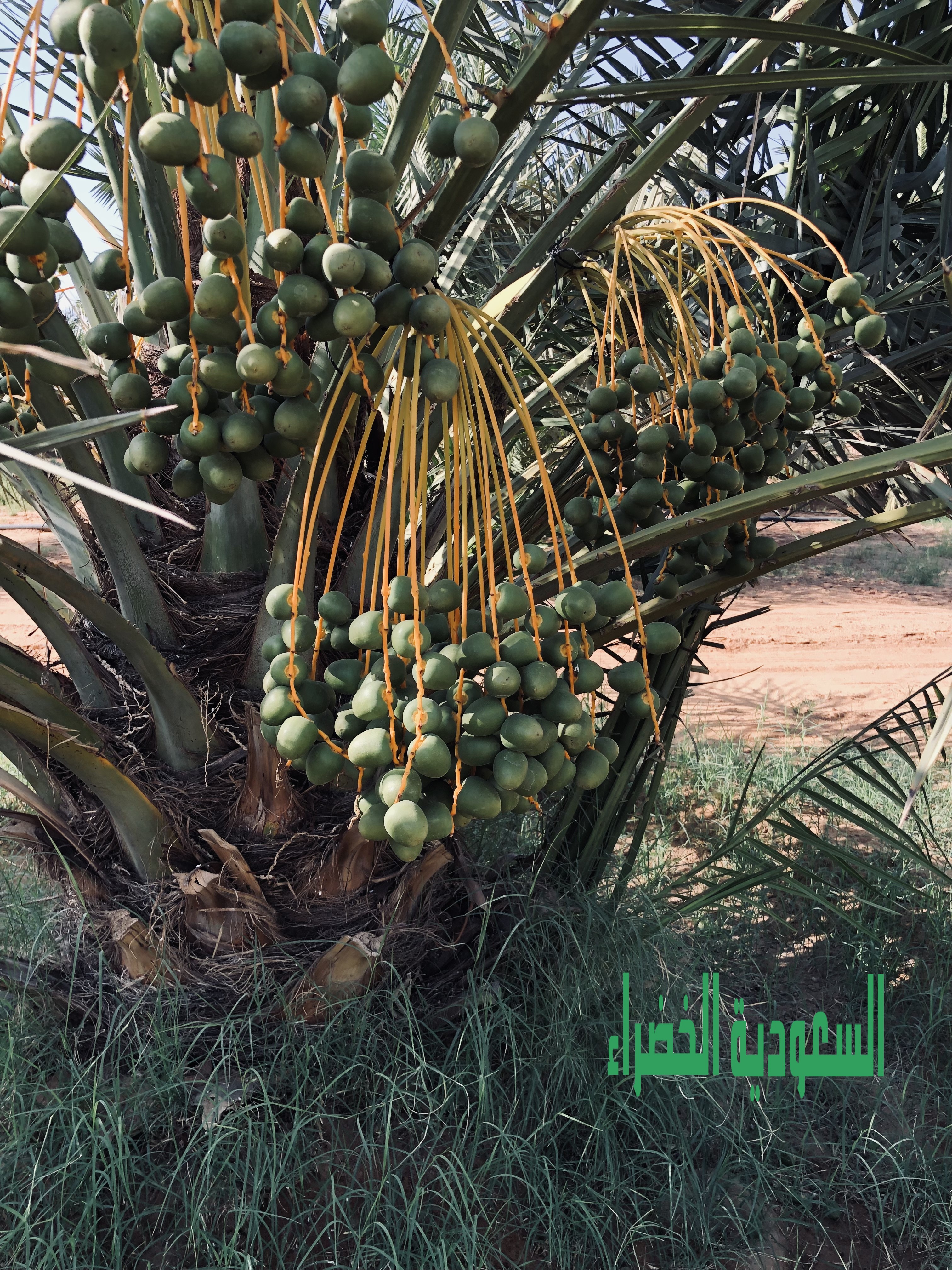 للبيع ثمر نخل بالقصيم