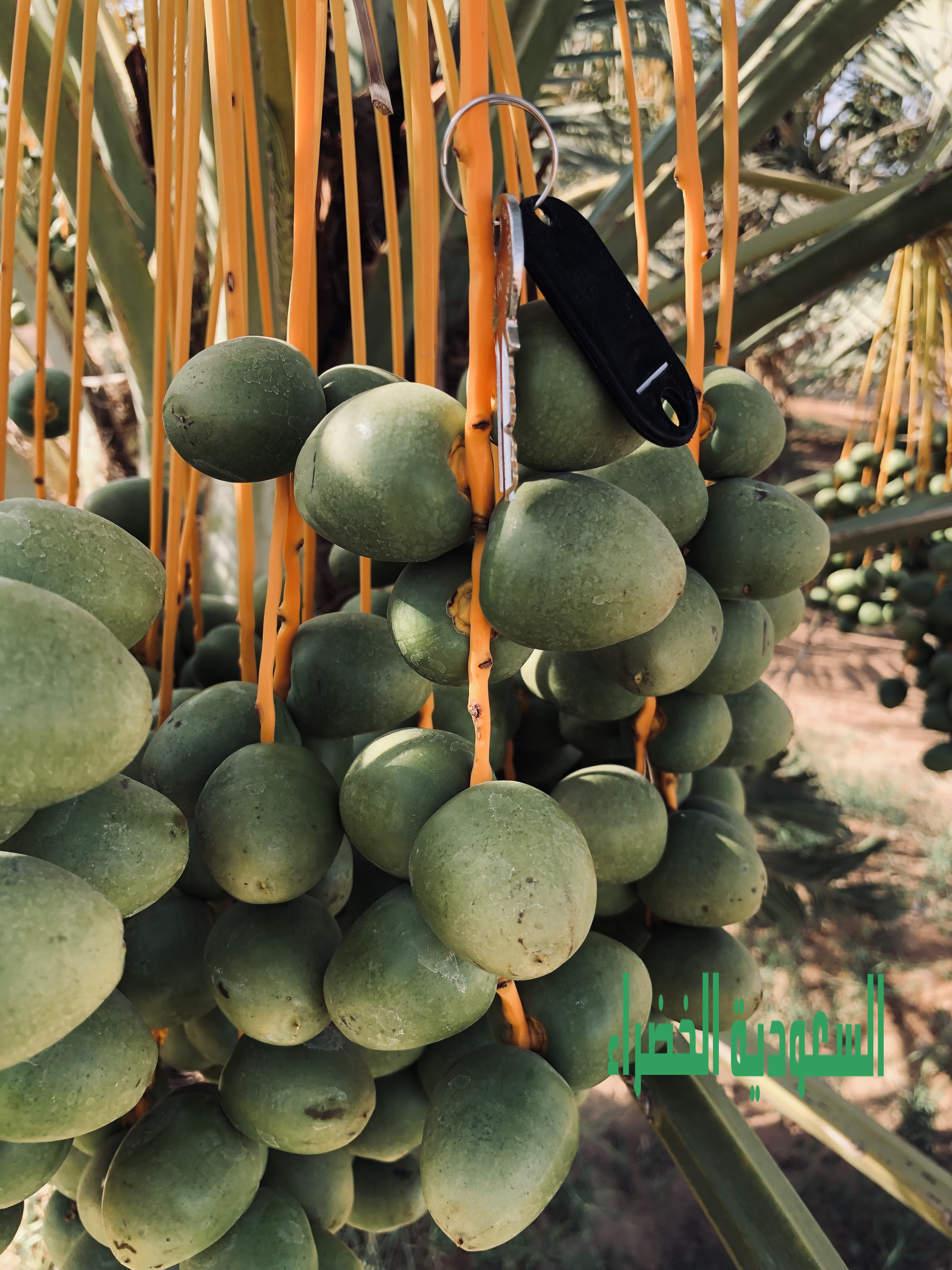 للبيع ثمر نخل بالقصيم