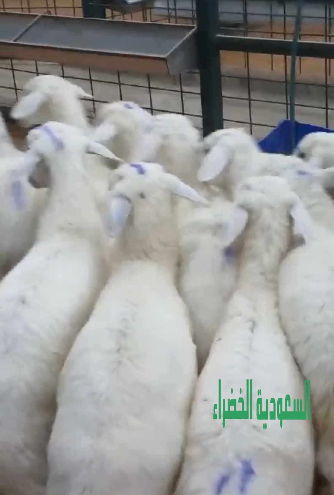 للبيع ذبائح بالرياض