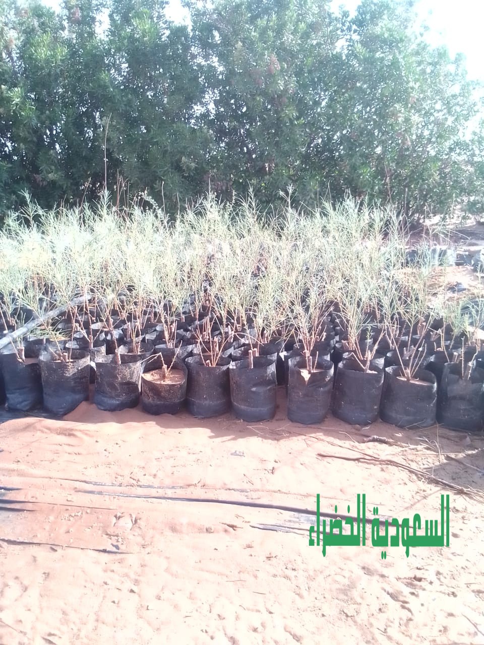 عندك مزرع تعال