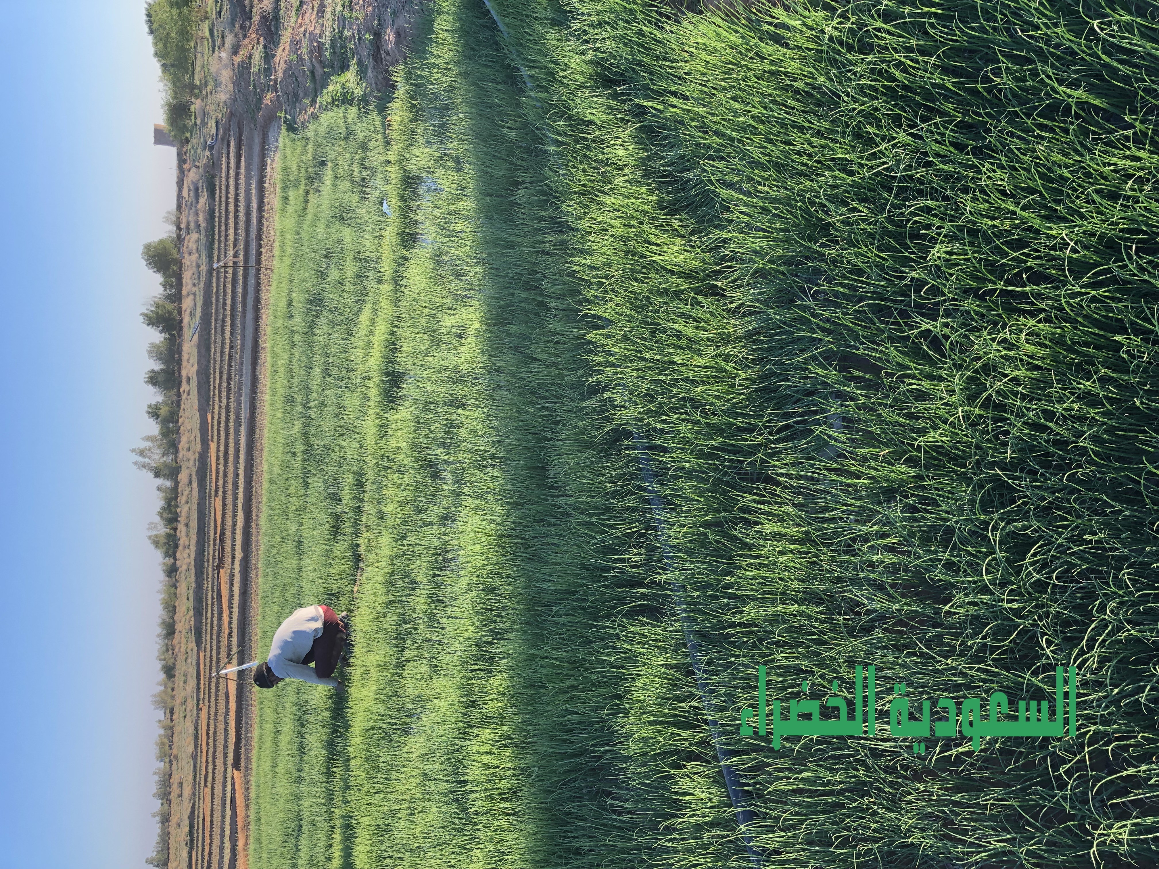 للبيع شتلات بصل يماني