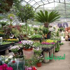 ورقيات ازهار اشجار ورد الزينه الزرع الداخلي