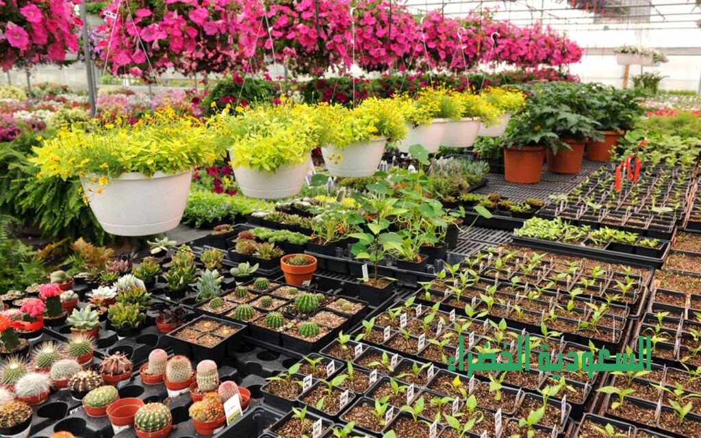 ورقيات ازهار اشجار ورد الزينه الزرع الداخلي