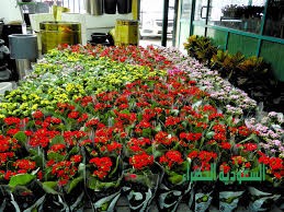 ورقيات ازهار اشجار ورد الزينه الزرع الداخلي