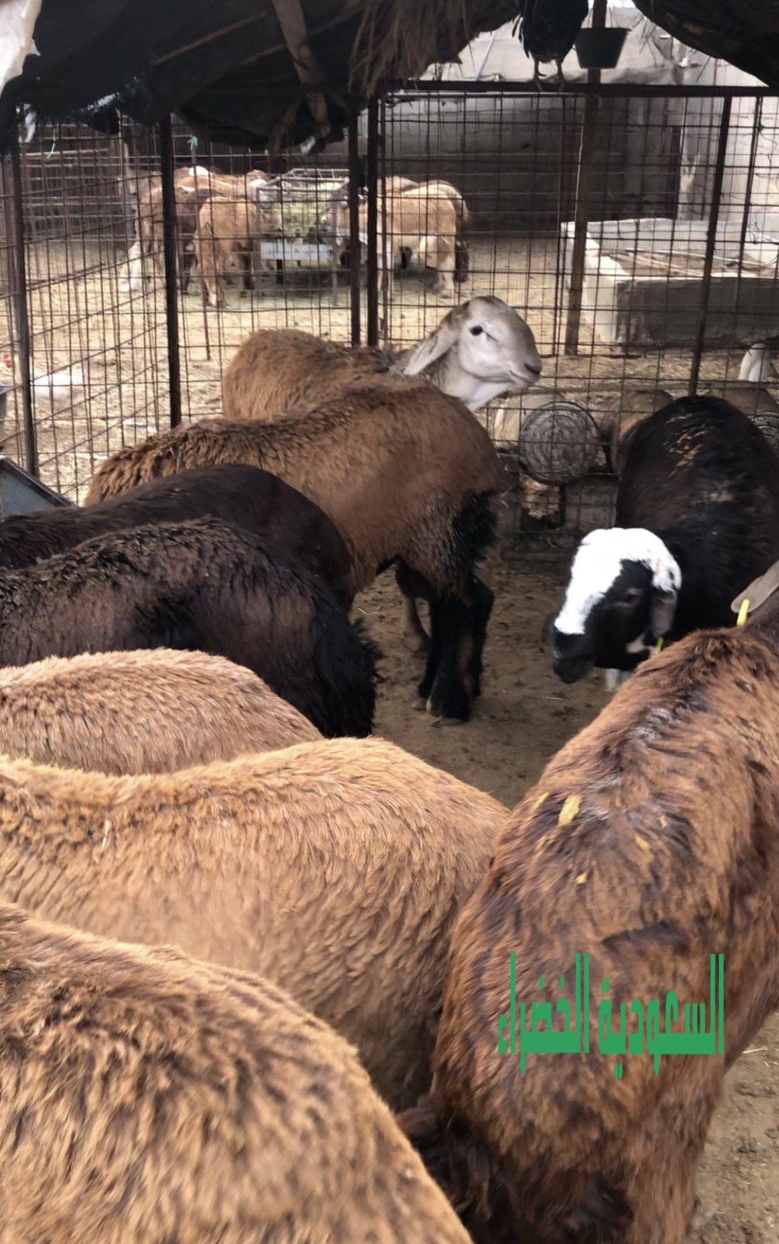 للبيع سواكن مرباه اكثر من ٧ شهور