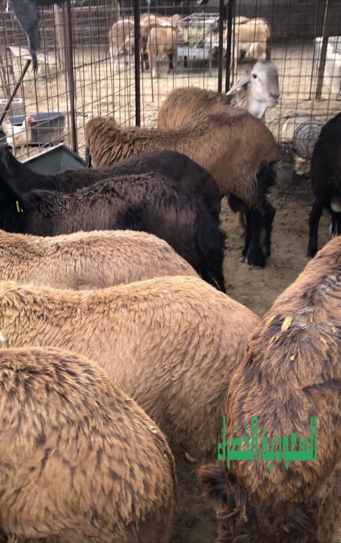 للبيع سواكن مرباه اكثر من ٧ شهور