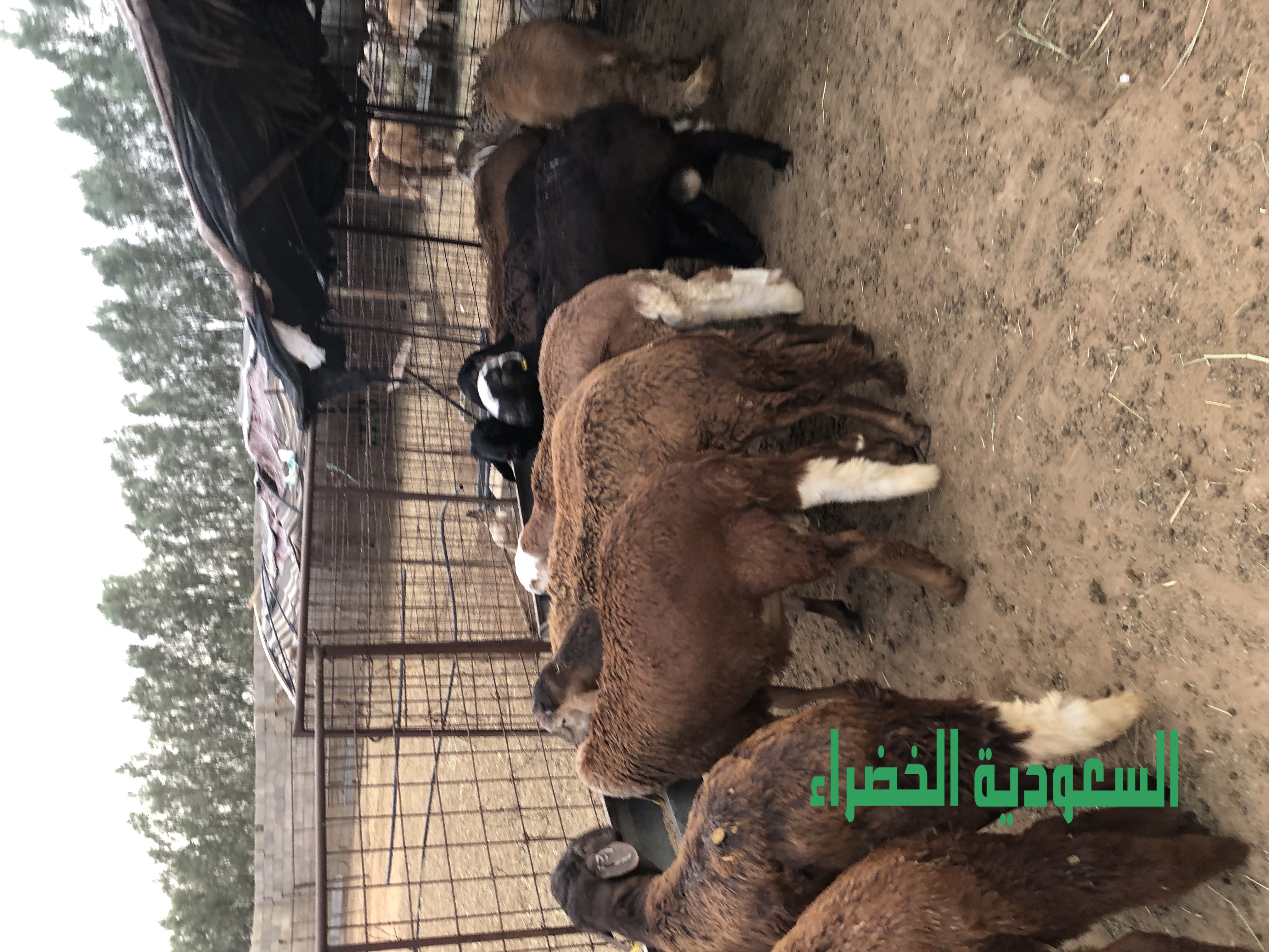 للبيع سواكن مرباه اكثر من ٧ شهور