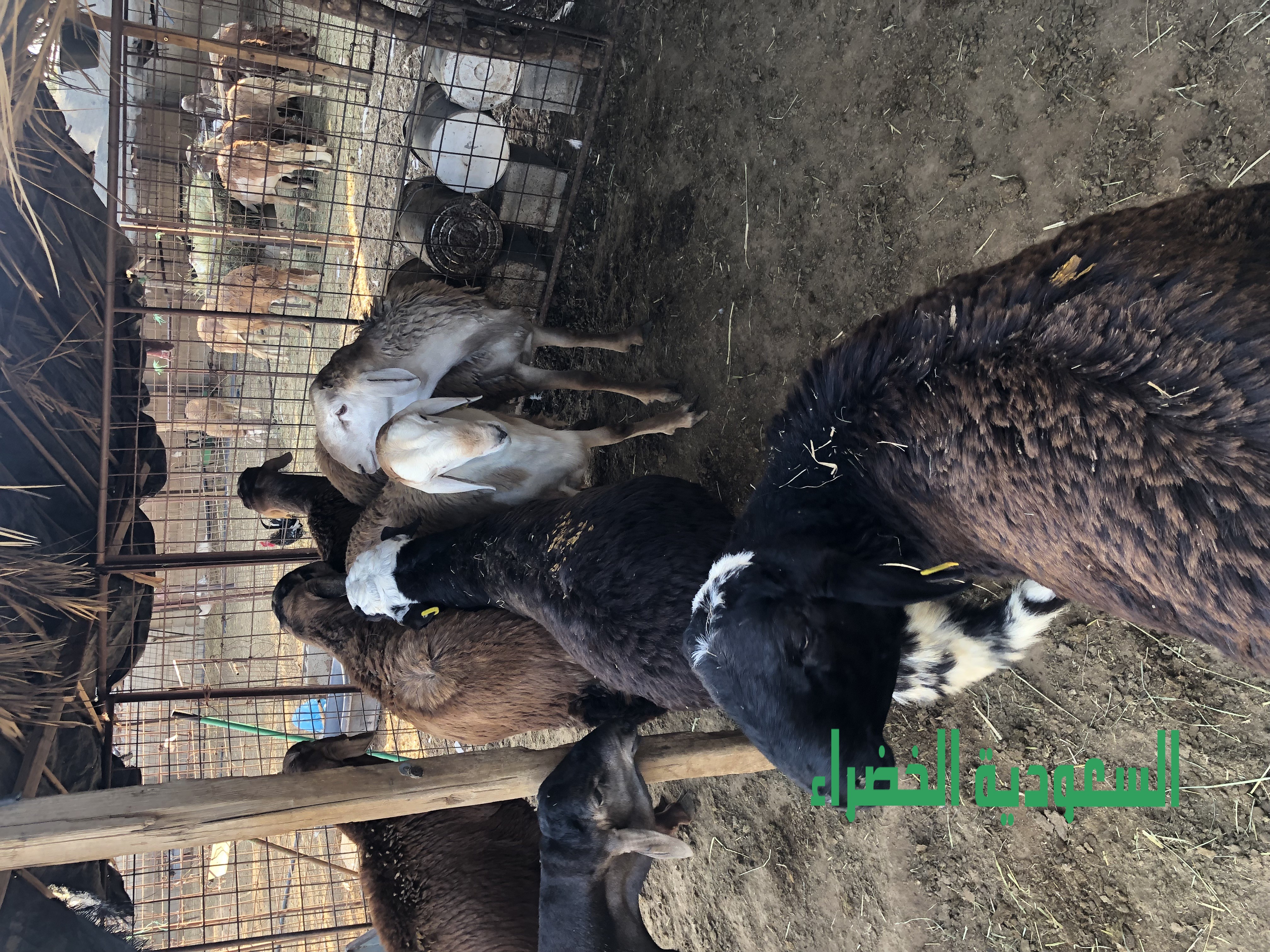 للبيع ذبايح سواكن العمر فوق. ١١ شهر