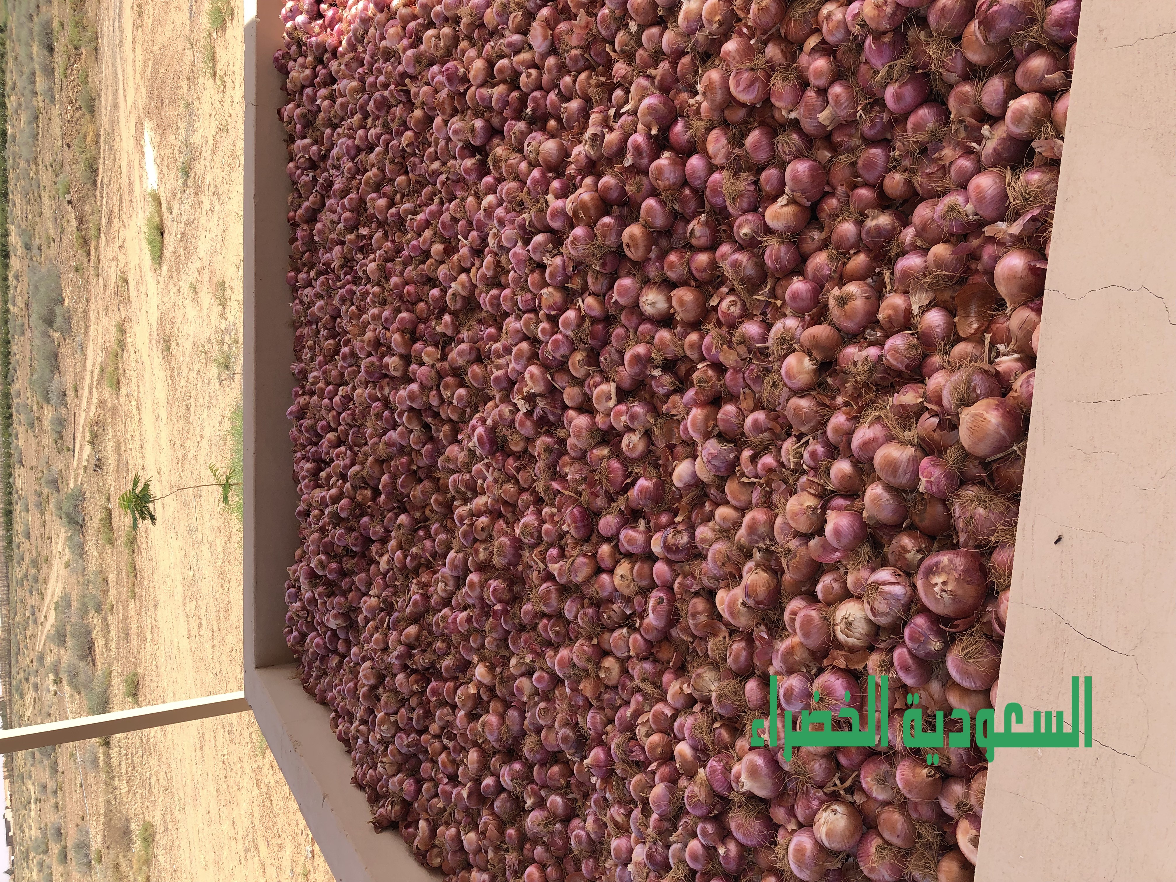 بصل يماني للبيع