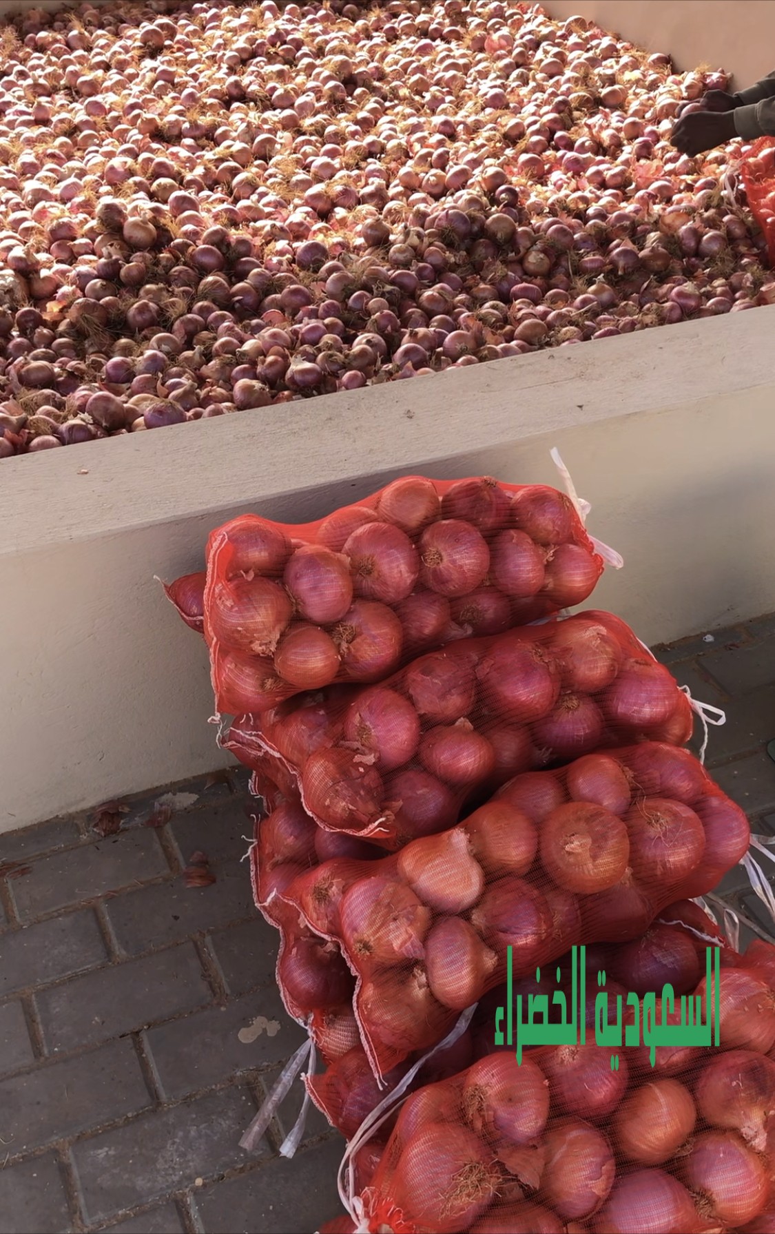 بصل يماني للبيع