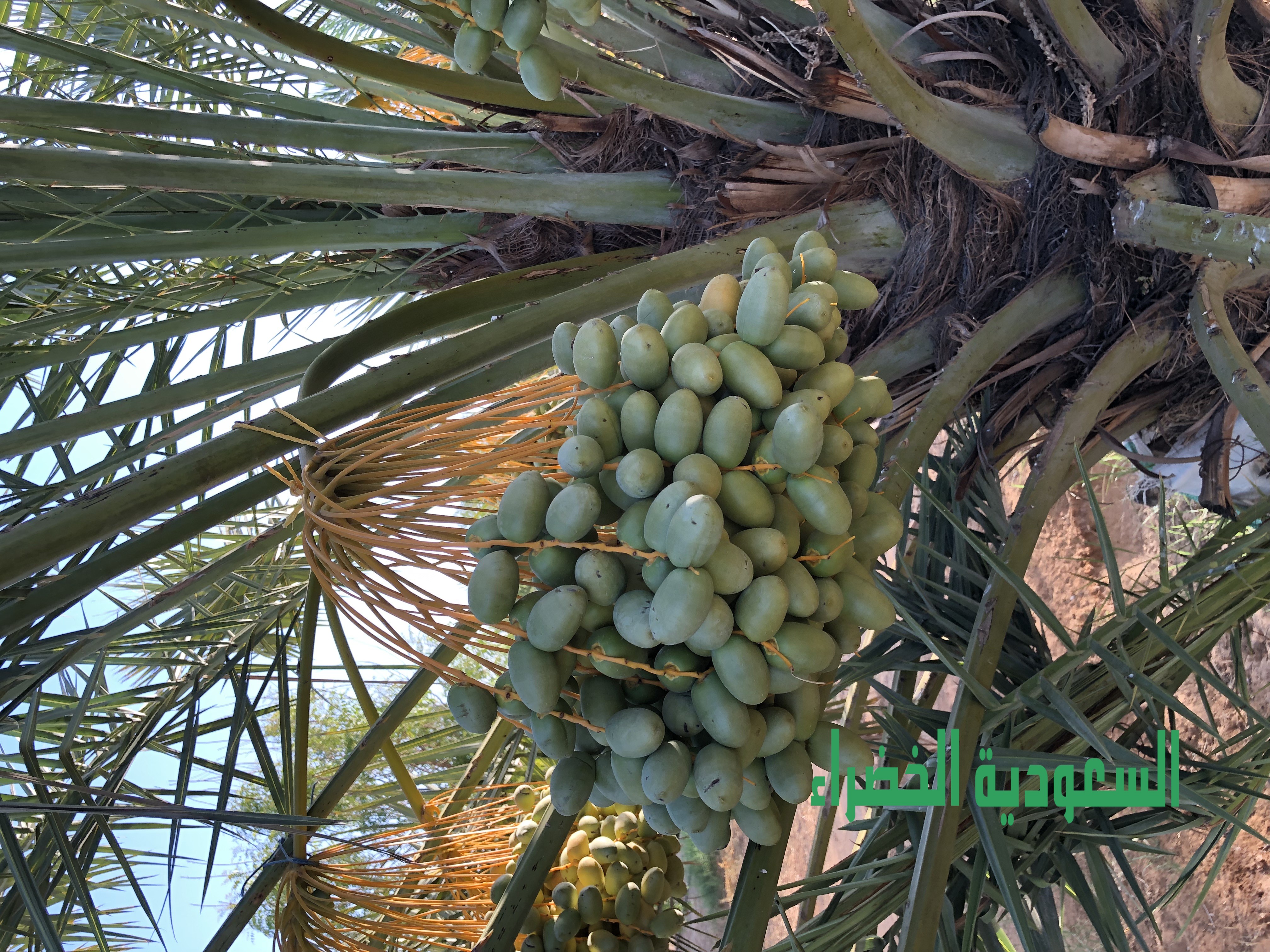 للبيع ثمرة نخيل بالقصيم