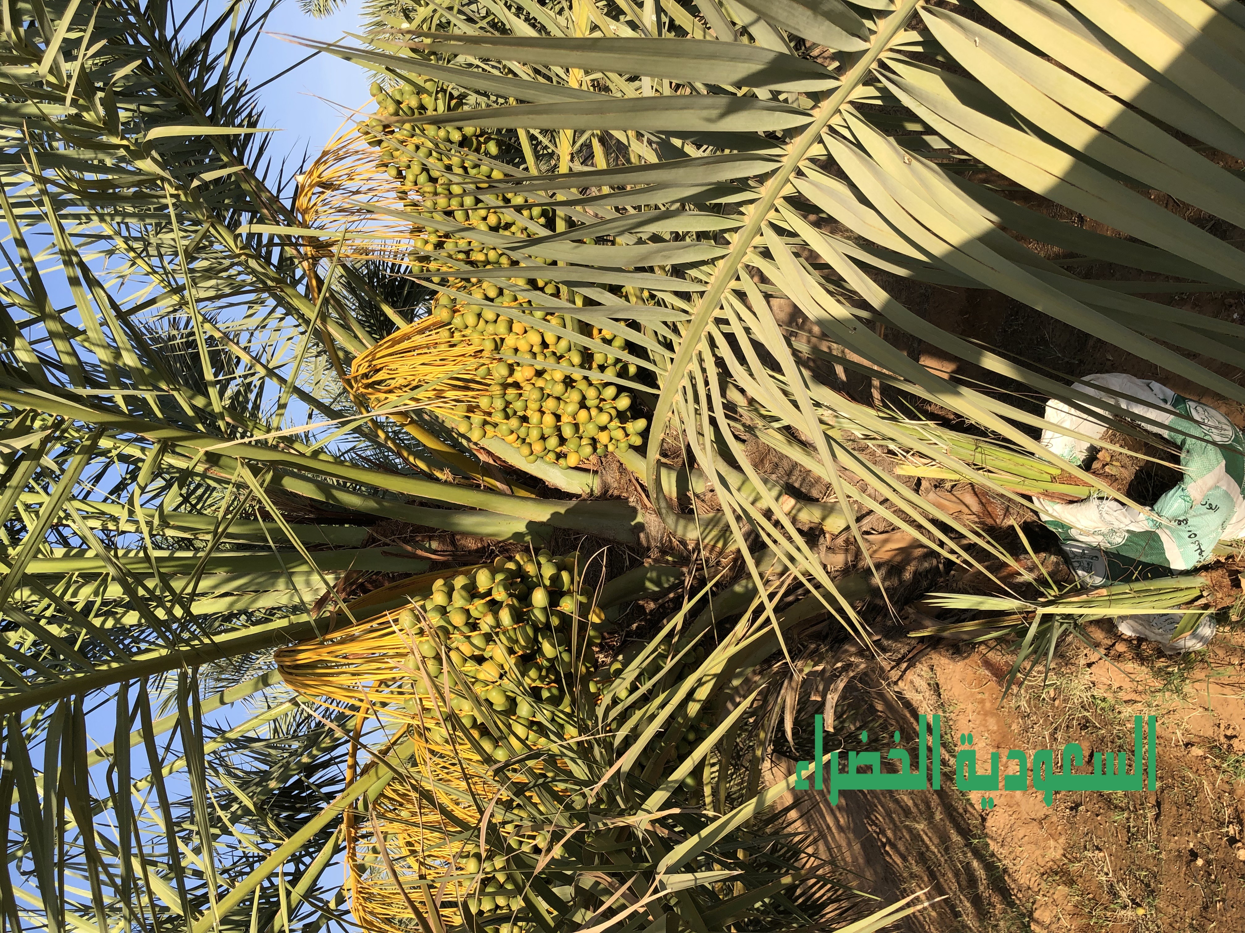 للبيع ثمرة نخيل بالقصيم