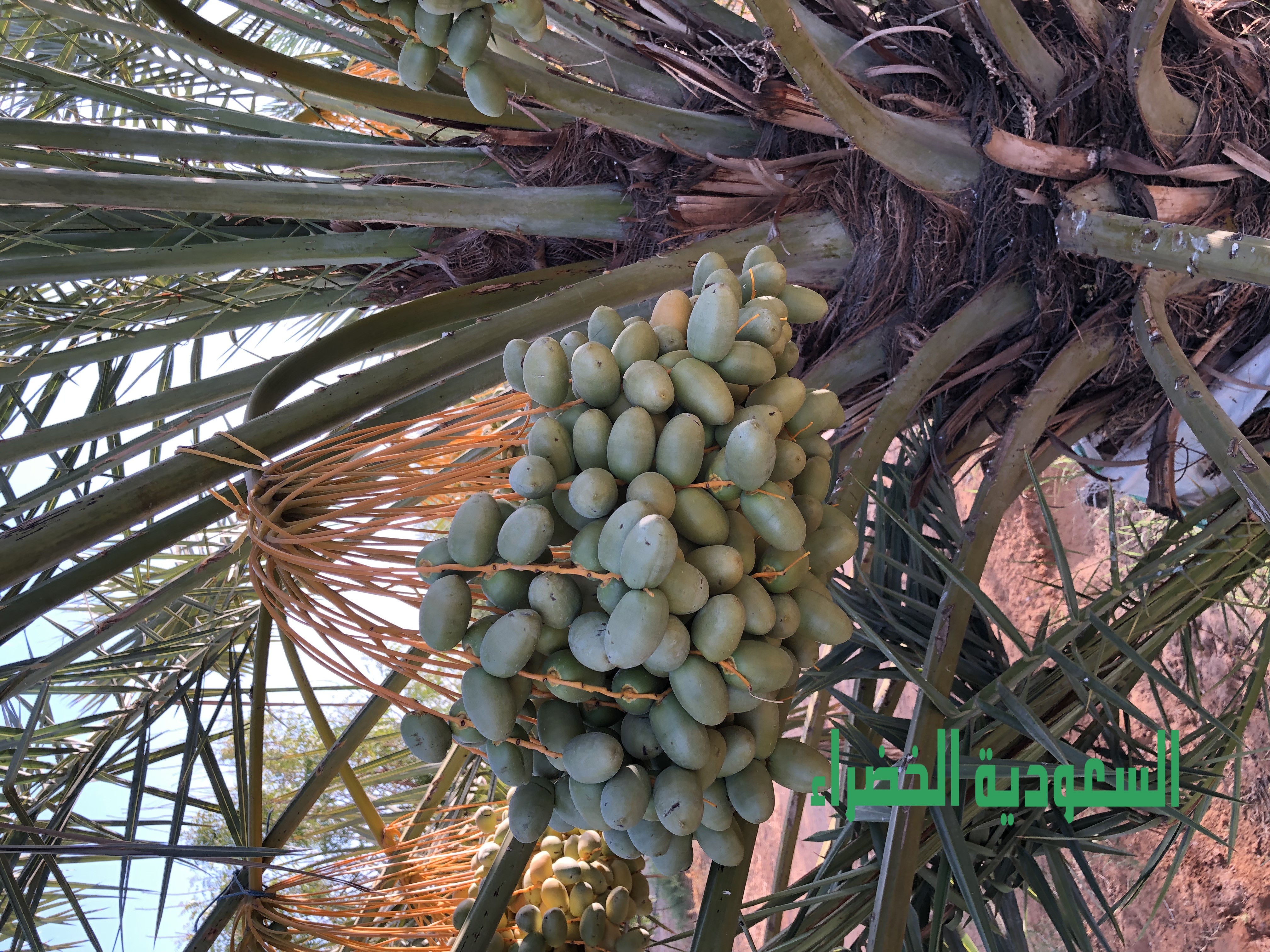 للبيع ثمرة نخيل بالقصيم