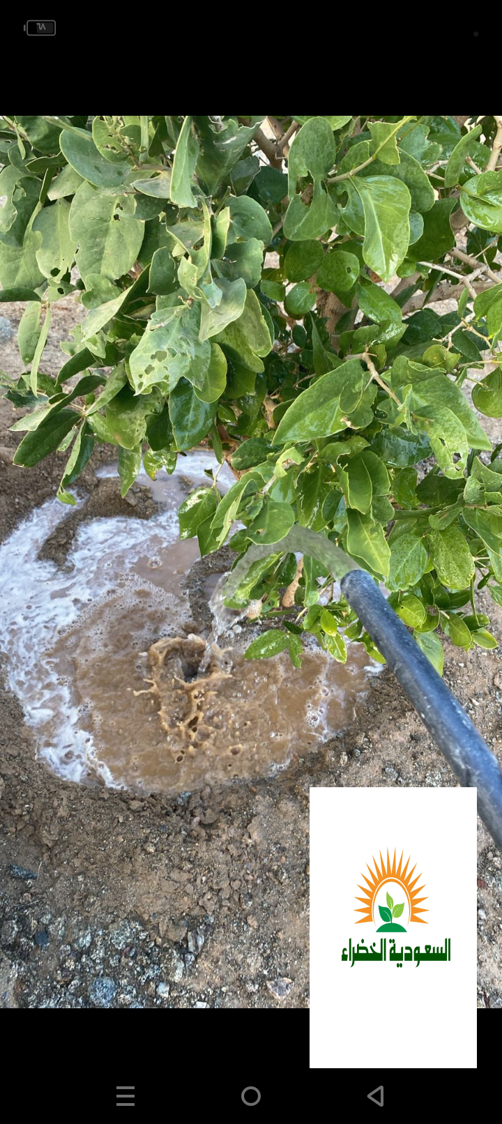 مزرعه للبيع او الايجار بالفطيحه